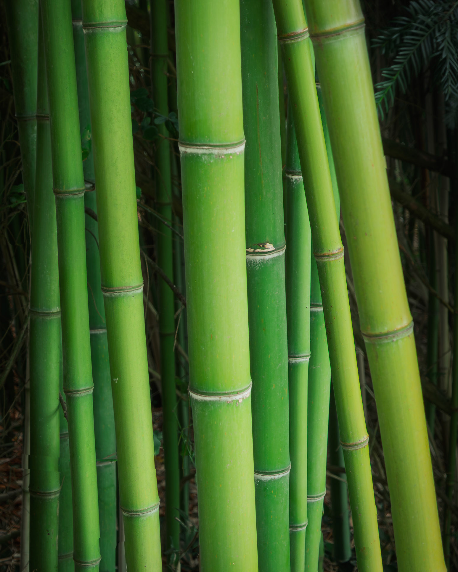 Living Columns