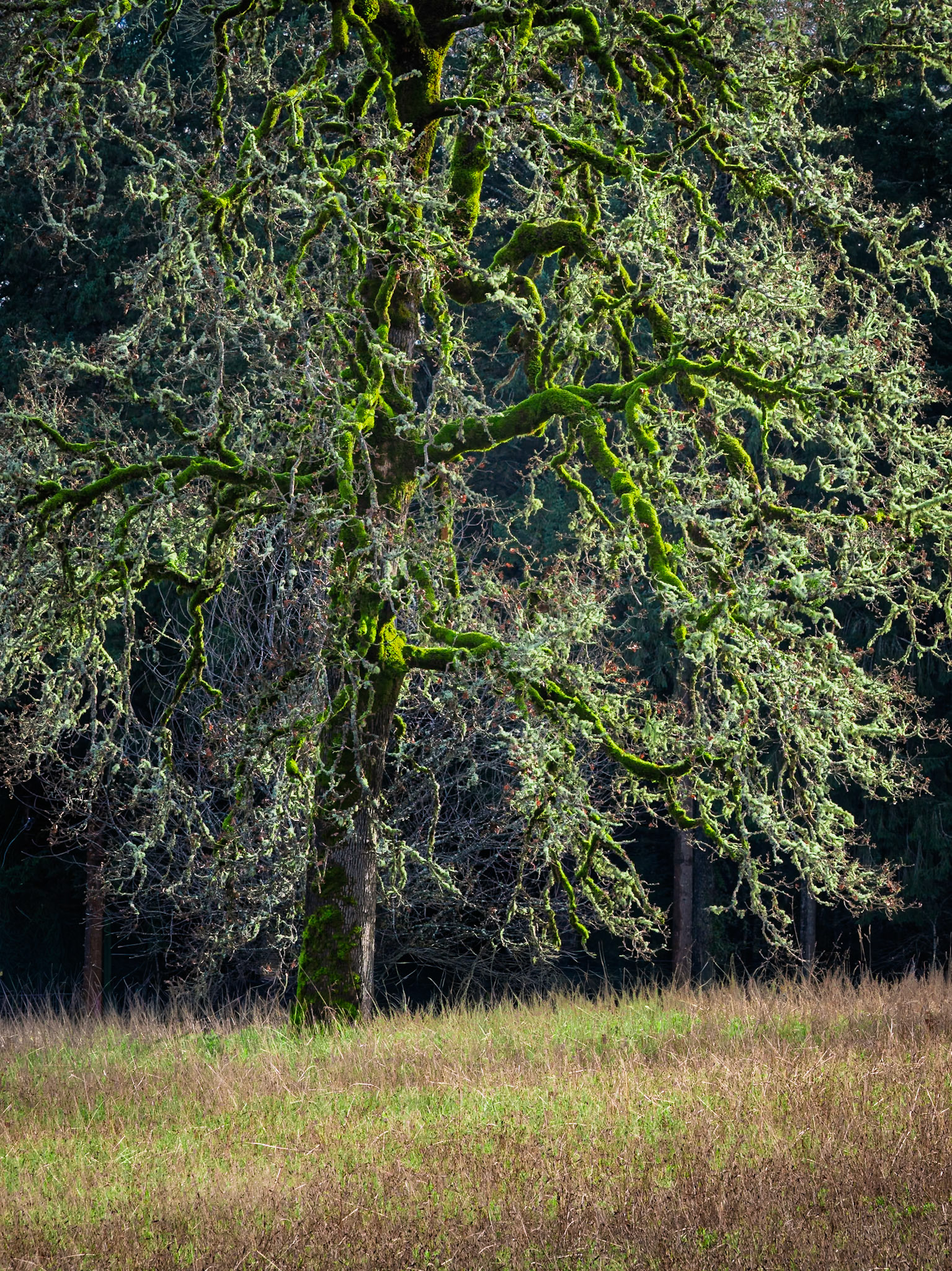 Draped Oak