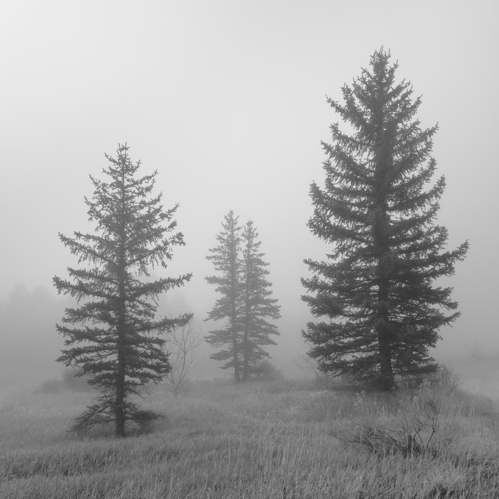 Fog Chord