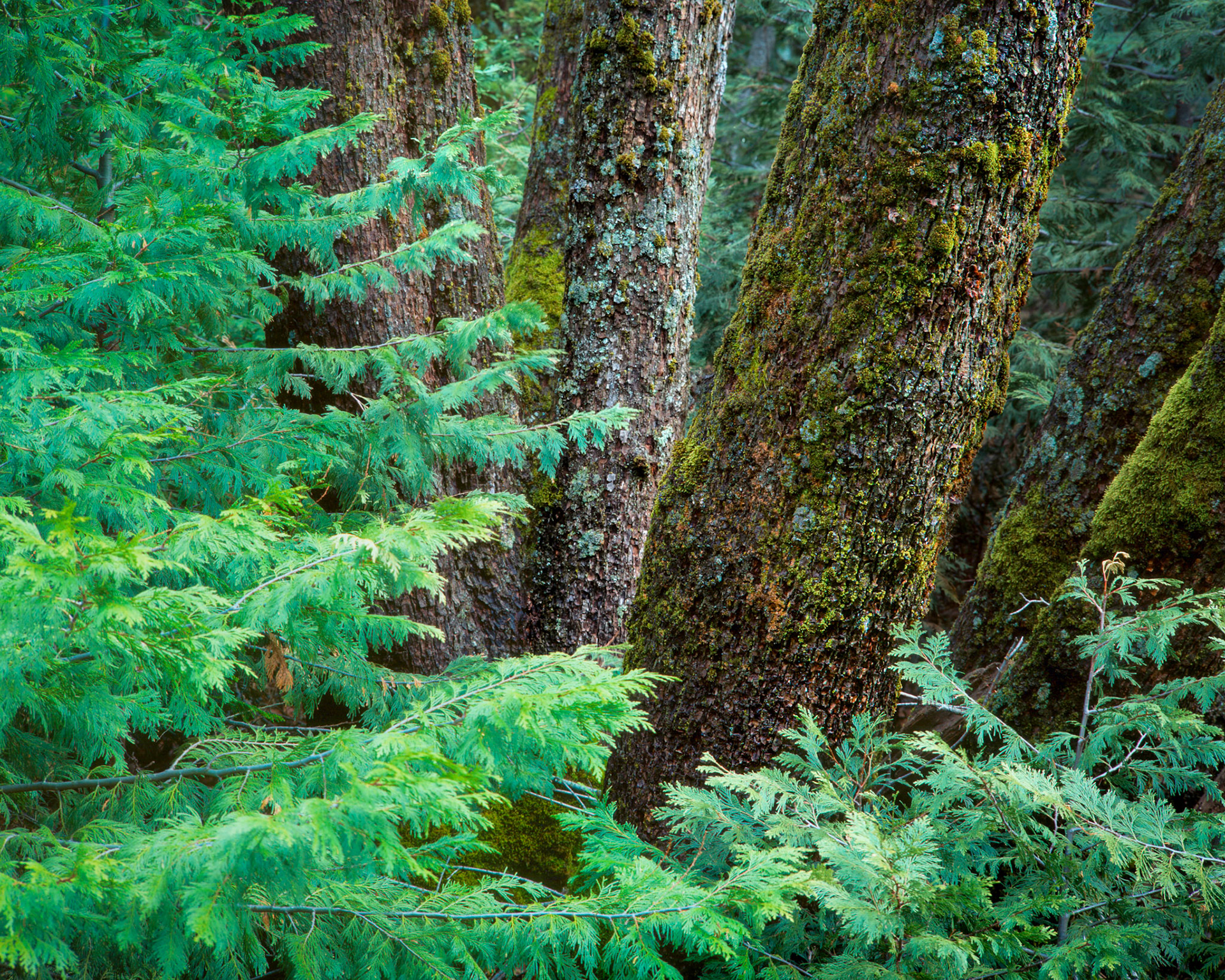 The lush greens of moss-covered pine trunks in Yosemite create a rich forest tapestry.