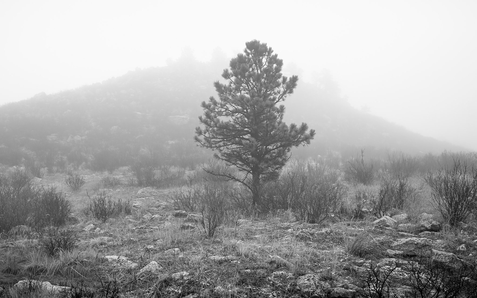 Ghost of the Ridge