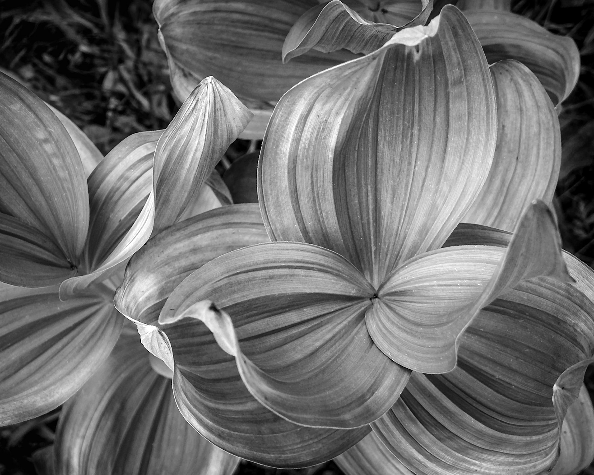 Corn lily leaves unfurl in graceful arcs.