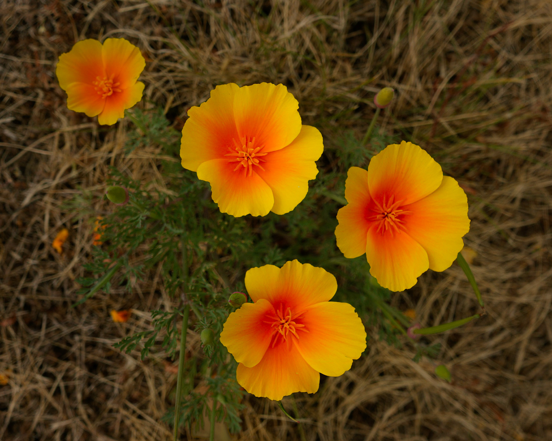 Poppies burn orange over a bed of parched field.
