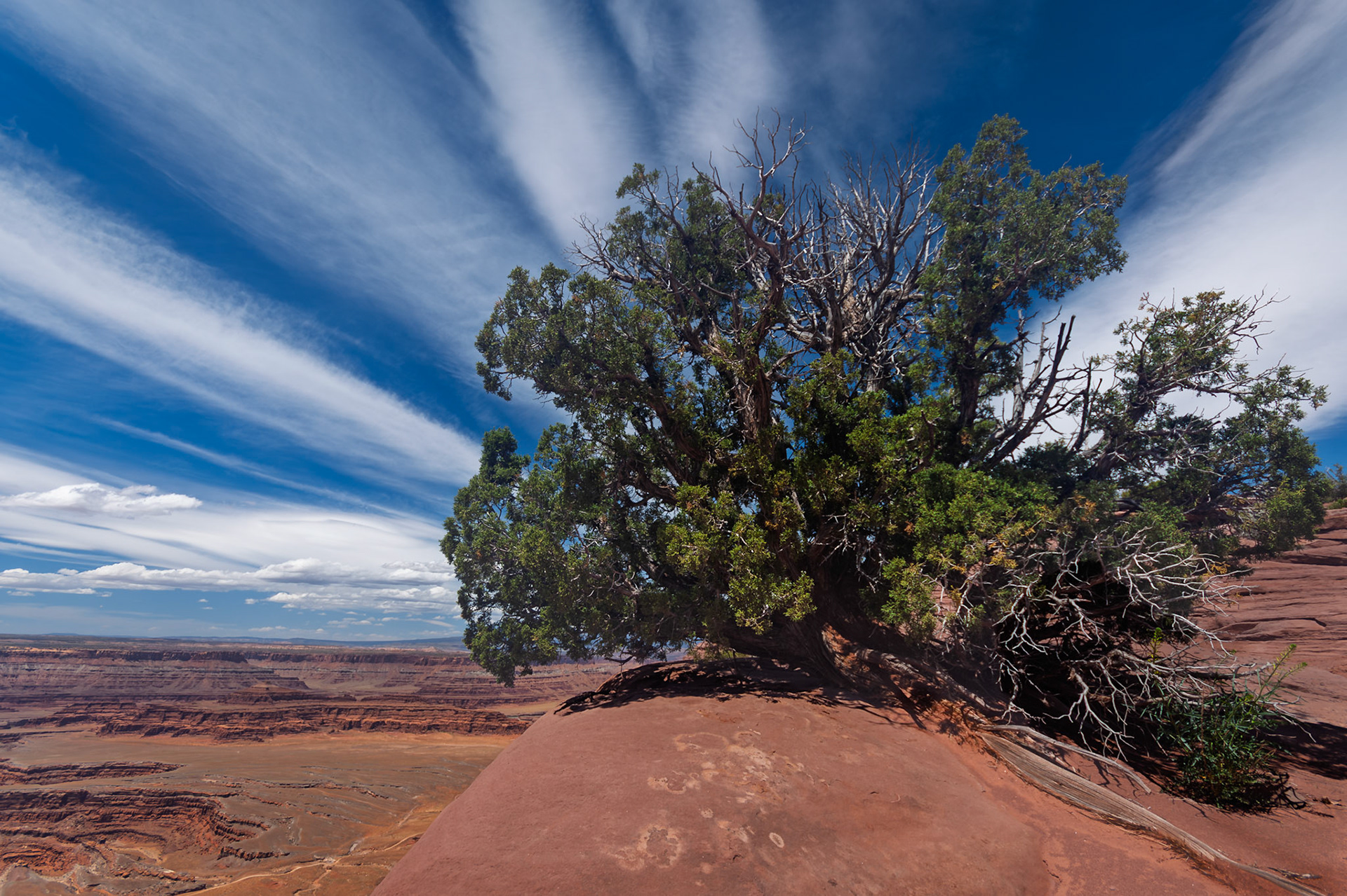 A lone juniper stands defiant atop a red rock promontory at Dead Horse Point.