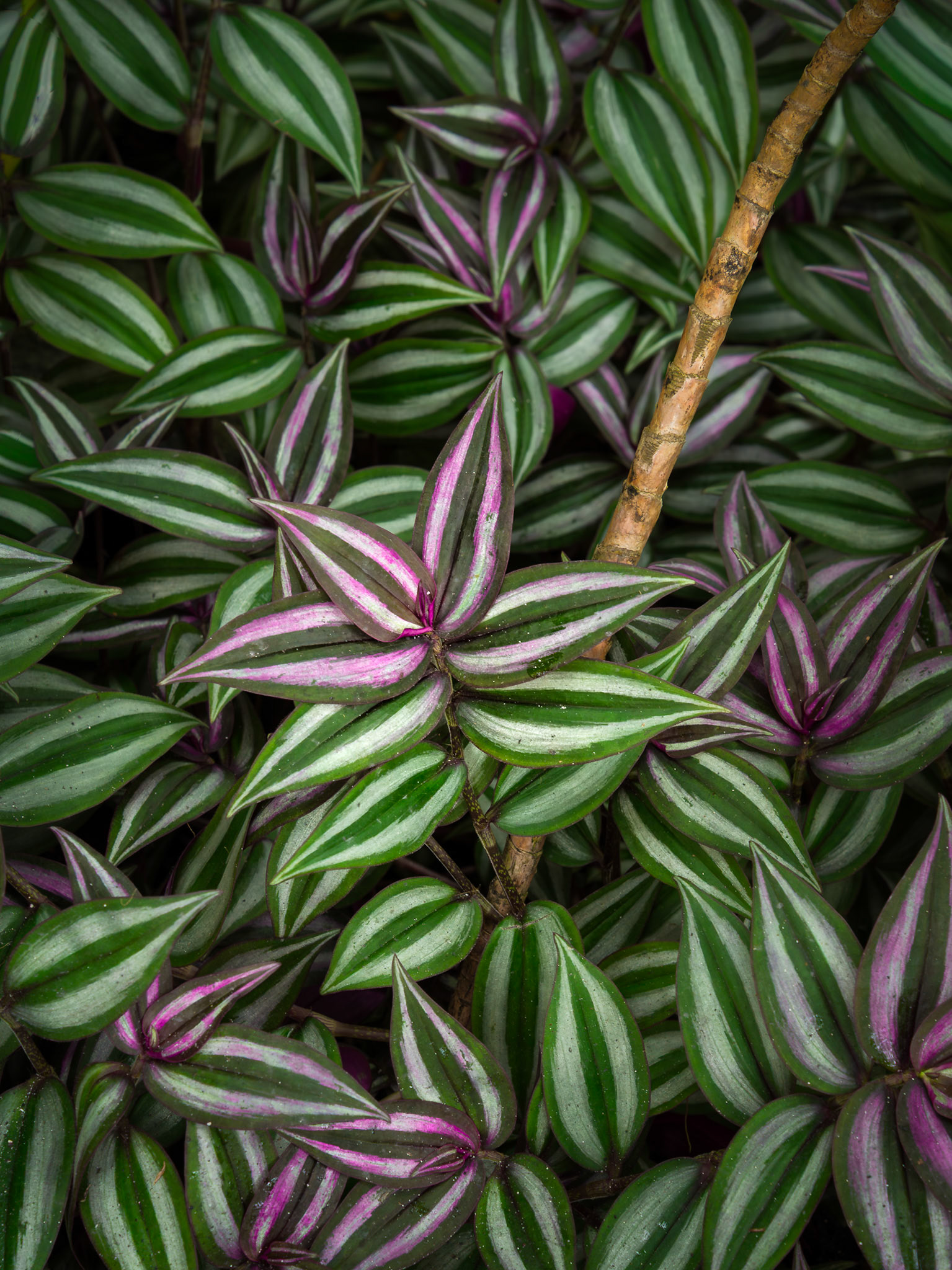 Painted Leaves