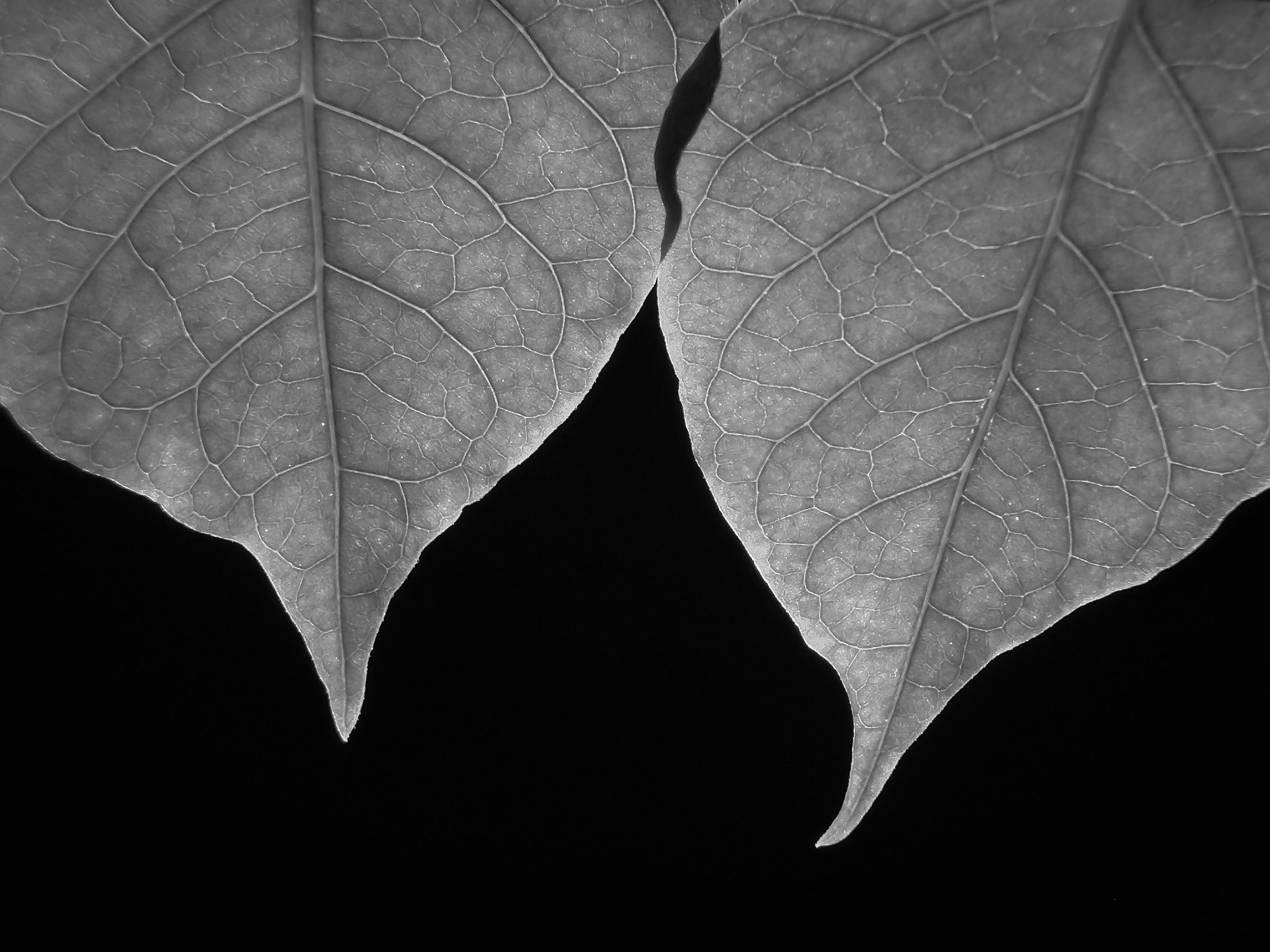 Leaf Light