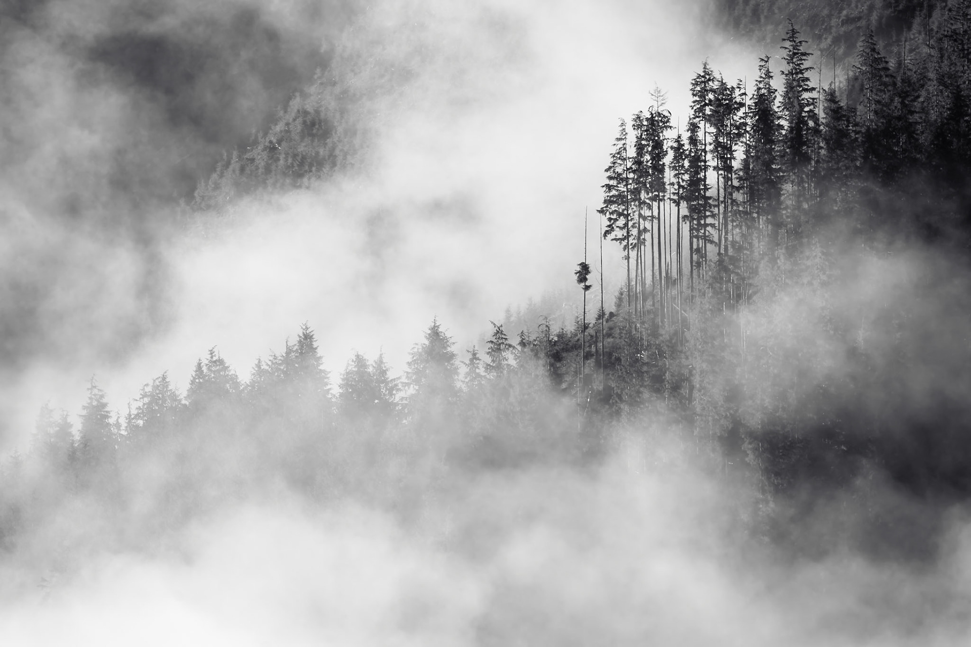 Fog Ascending