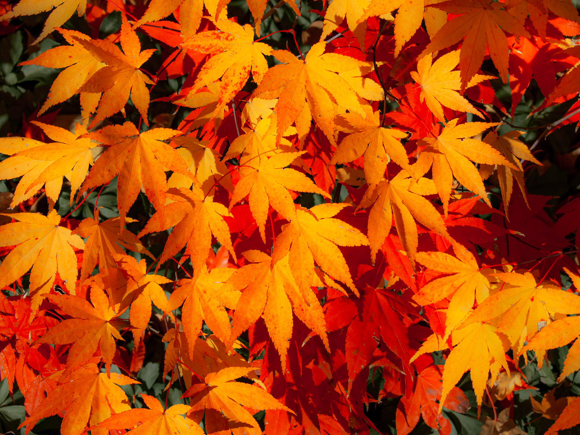 Overlapping orange and red maple leaves form a rich autumn tapestry.