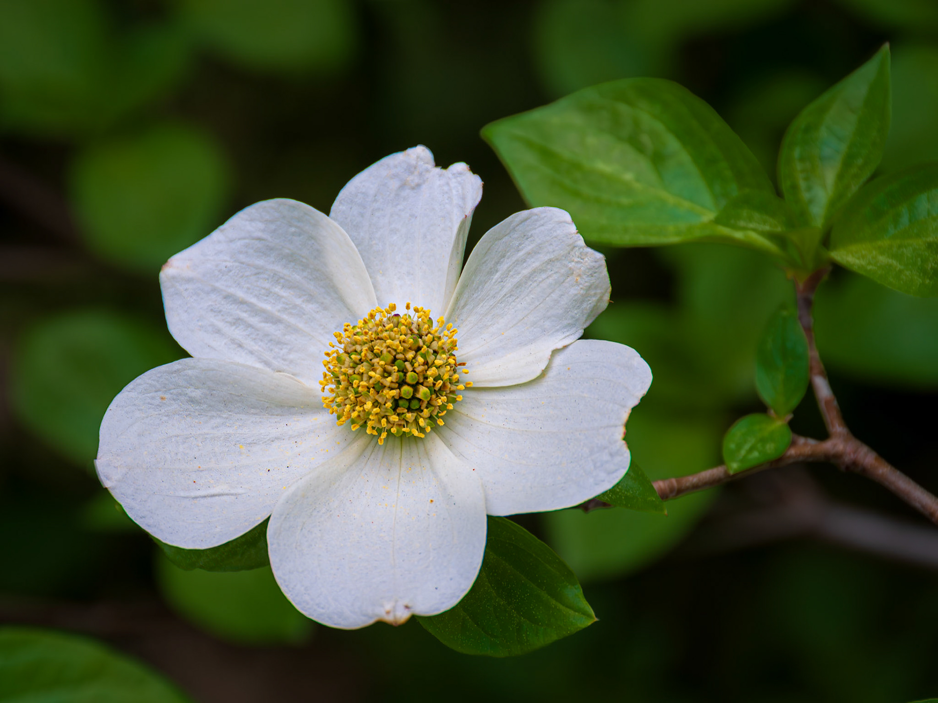 A single white dogwood blossom opens to the forest light in Yosemite Valley.