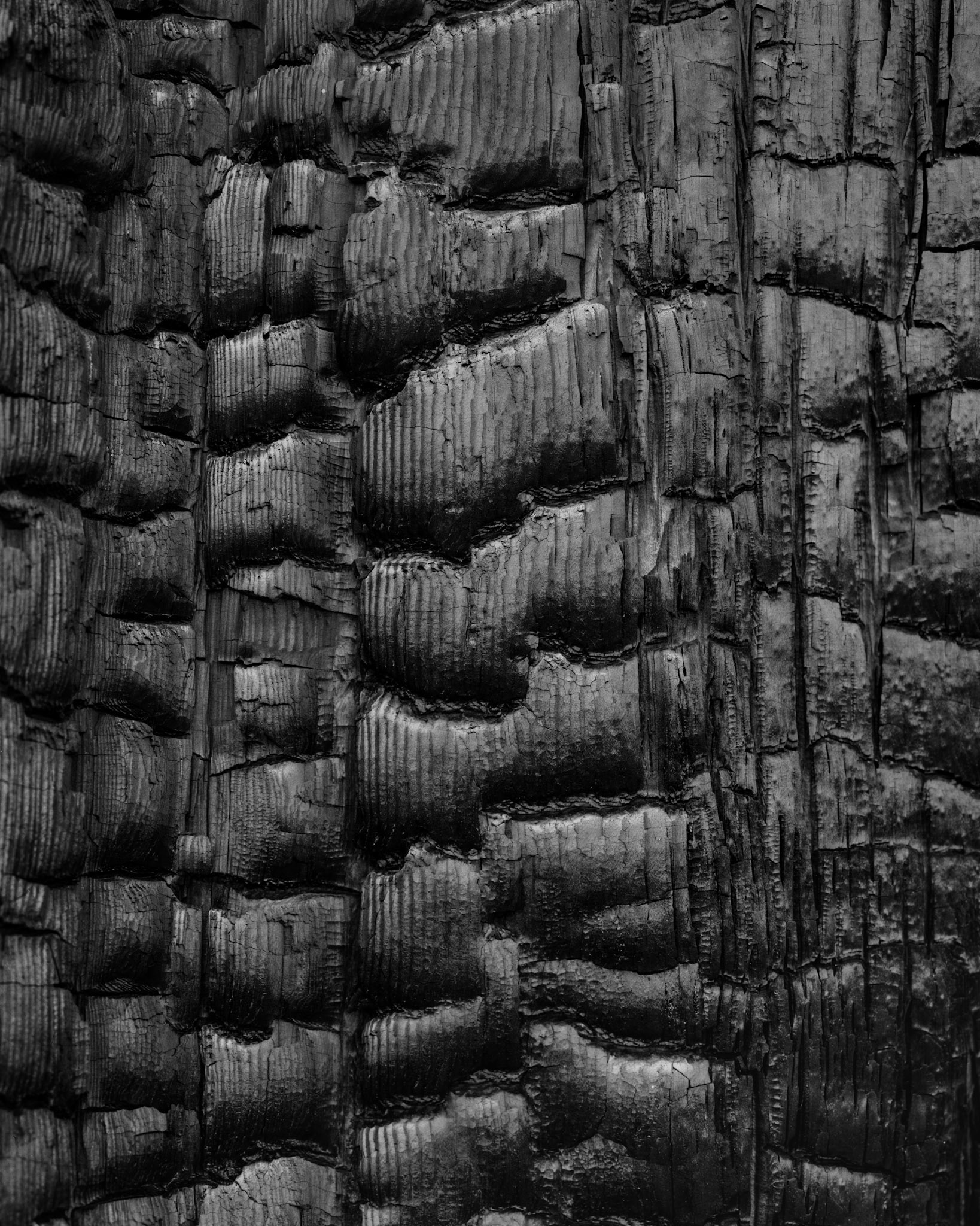 Detail of fire-scarred tree from a forest burn zone in Yellowstone Nation Park.
