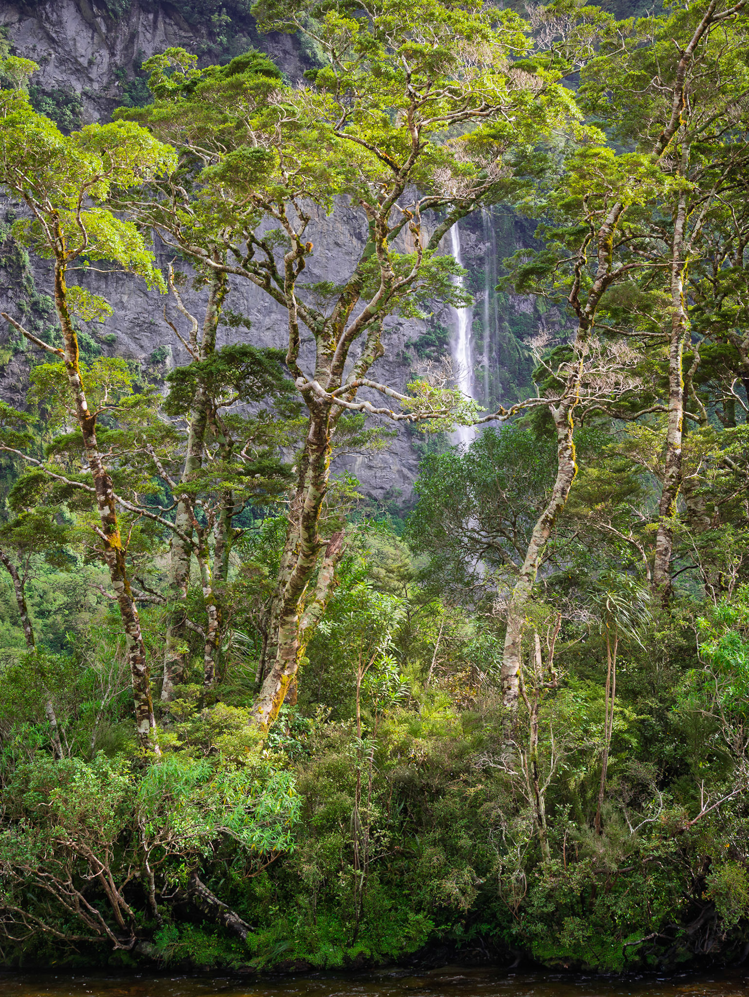A narrow waterfall slips down a shadowed cliff, glimpsed through the dense forest of Fiordland.