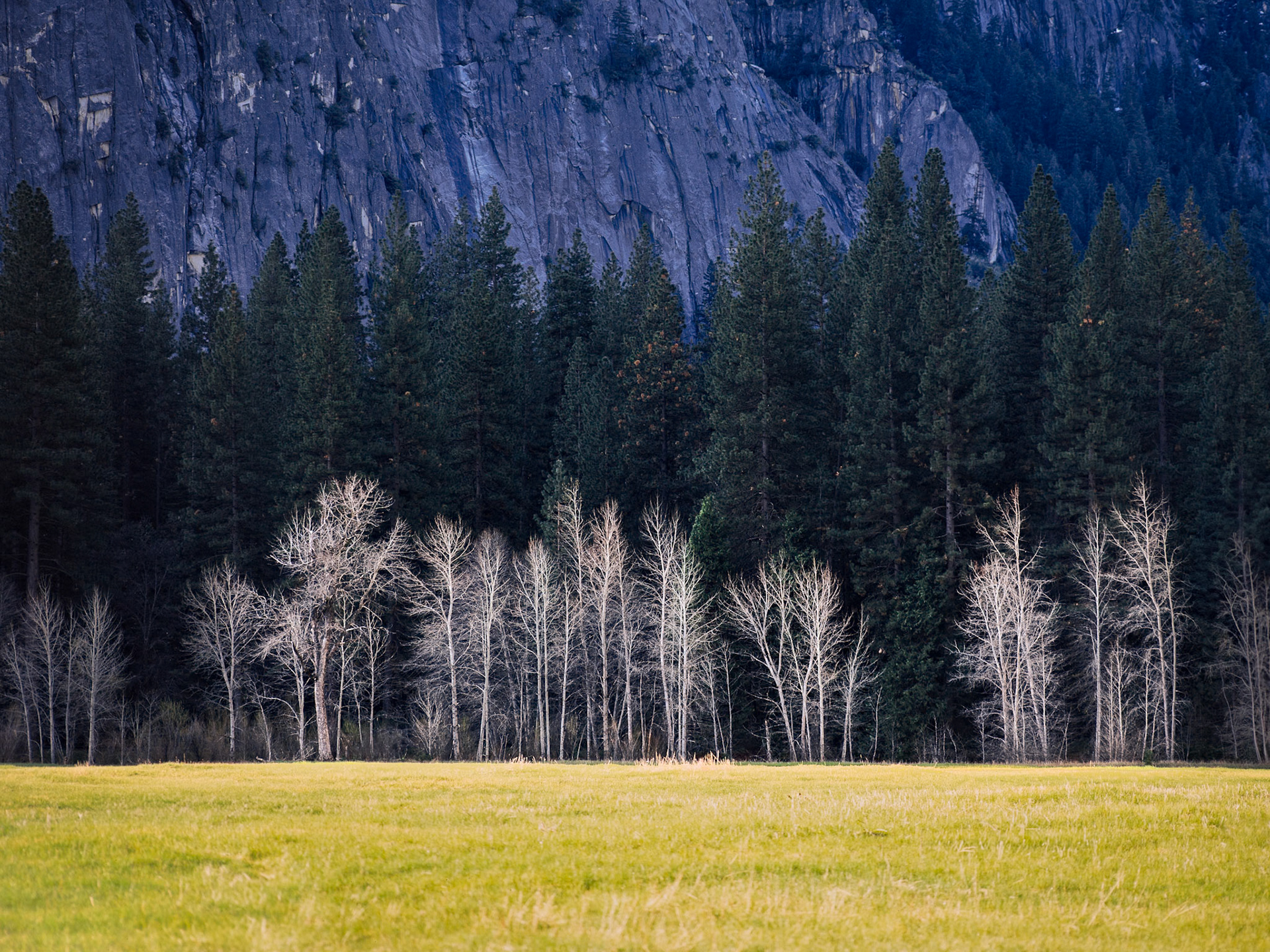The transition from meadow to mountain delineated by bare trees against the pine forest.
