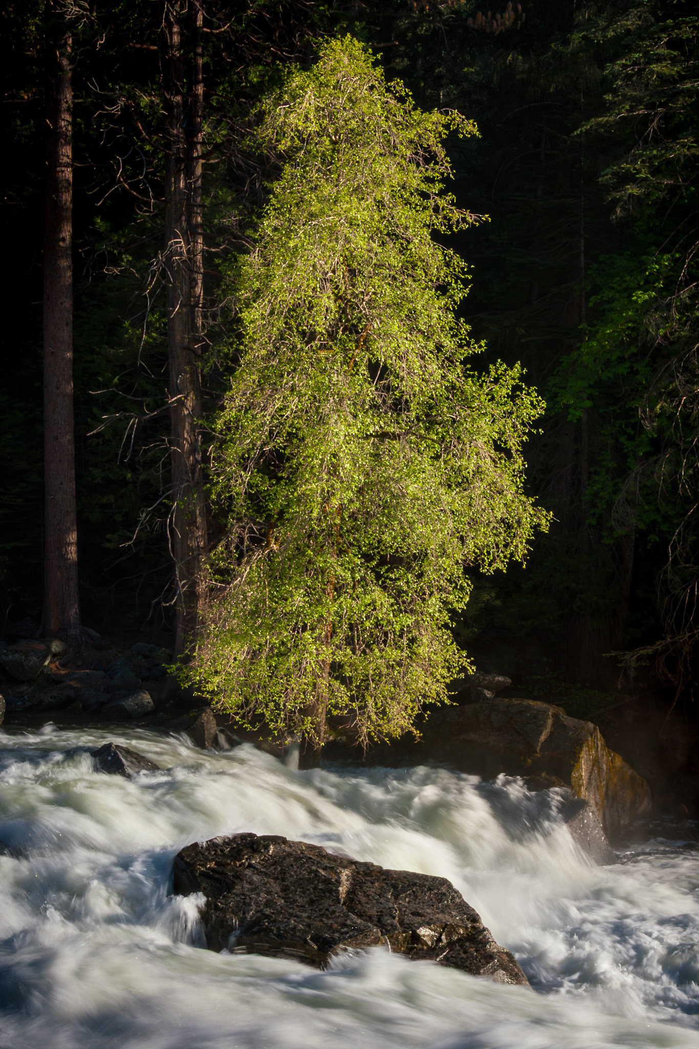 A lone tree stands in the morning sun amid the rapids of the Merced River.