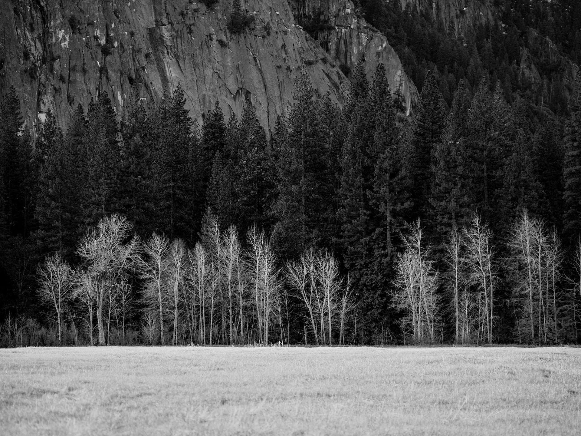 Whispers on the Meadow's Edge