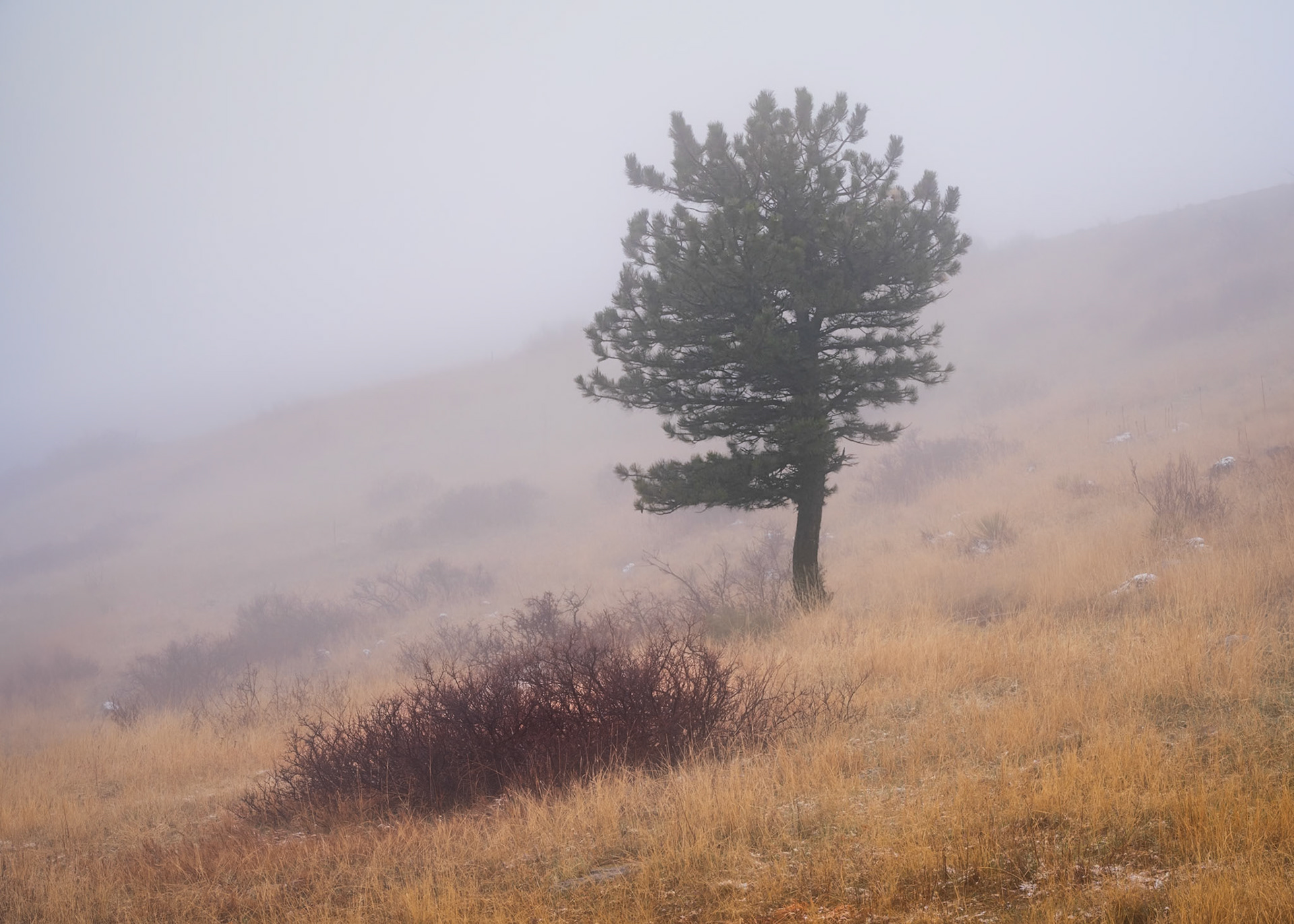 Warm earth tones meet soft, cool fog.
