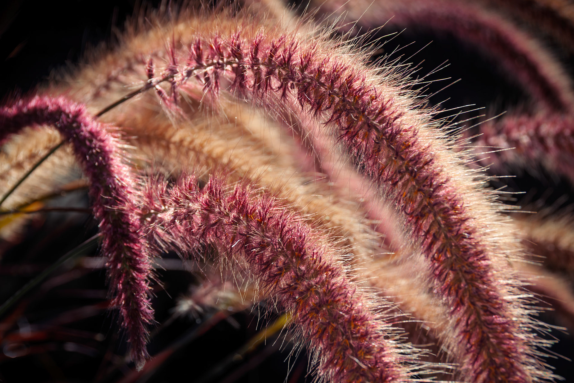 Curved seed plumes of purple fountain grass catch rays of sunlight.