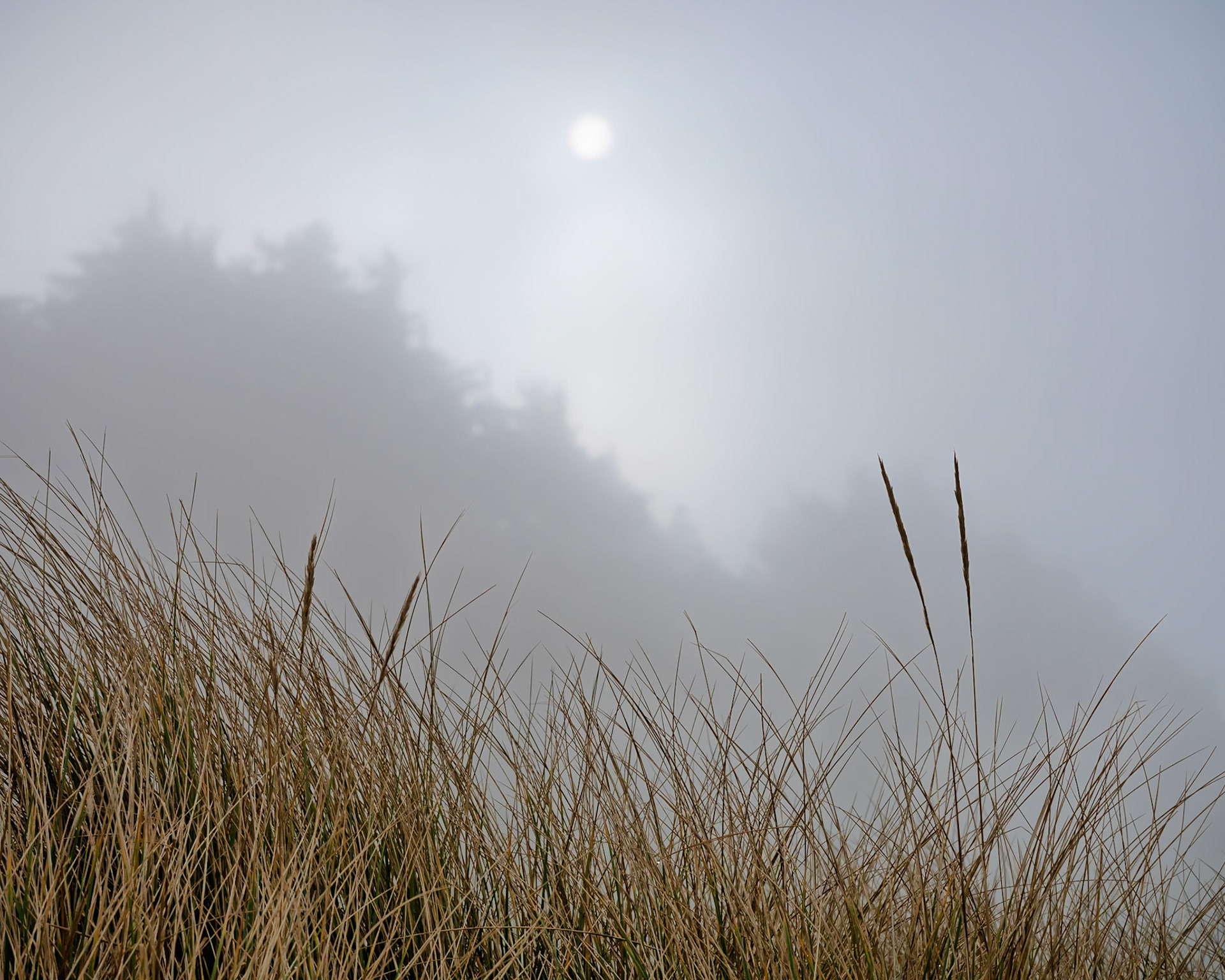 Stalks and Sun