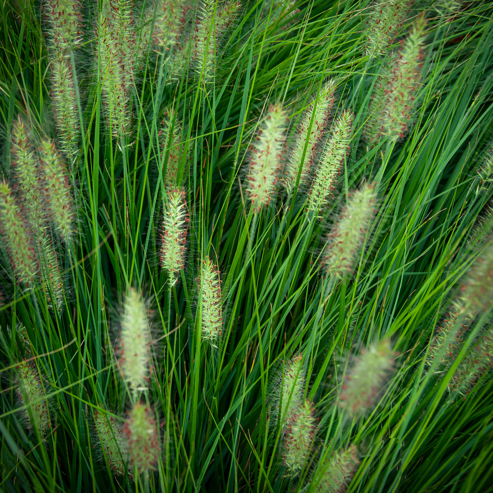Fountain Grass