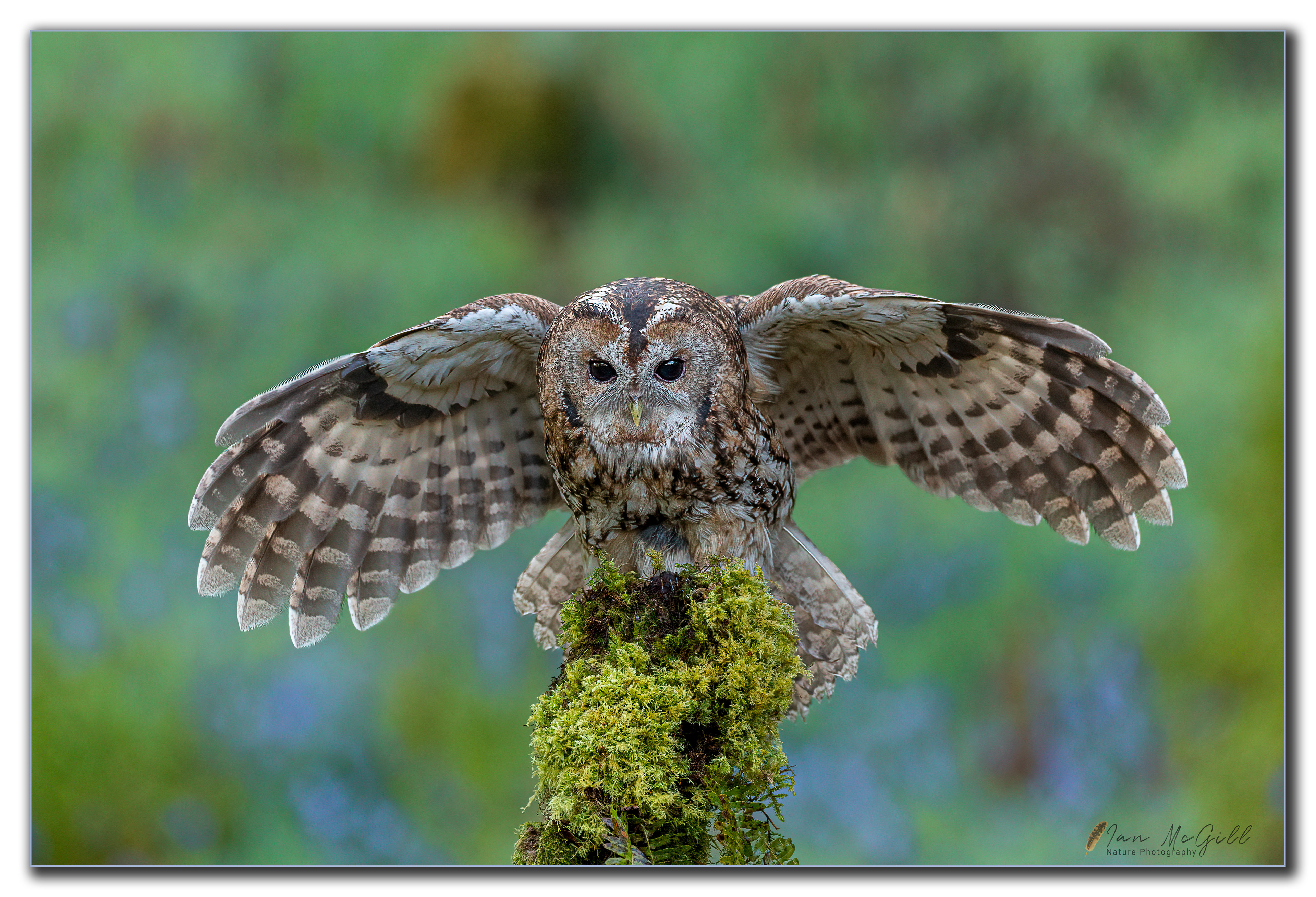 Tawny Owl landing