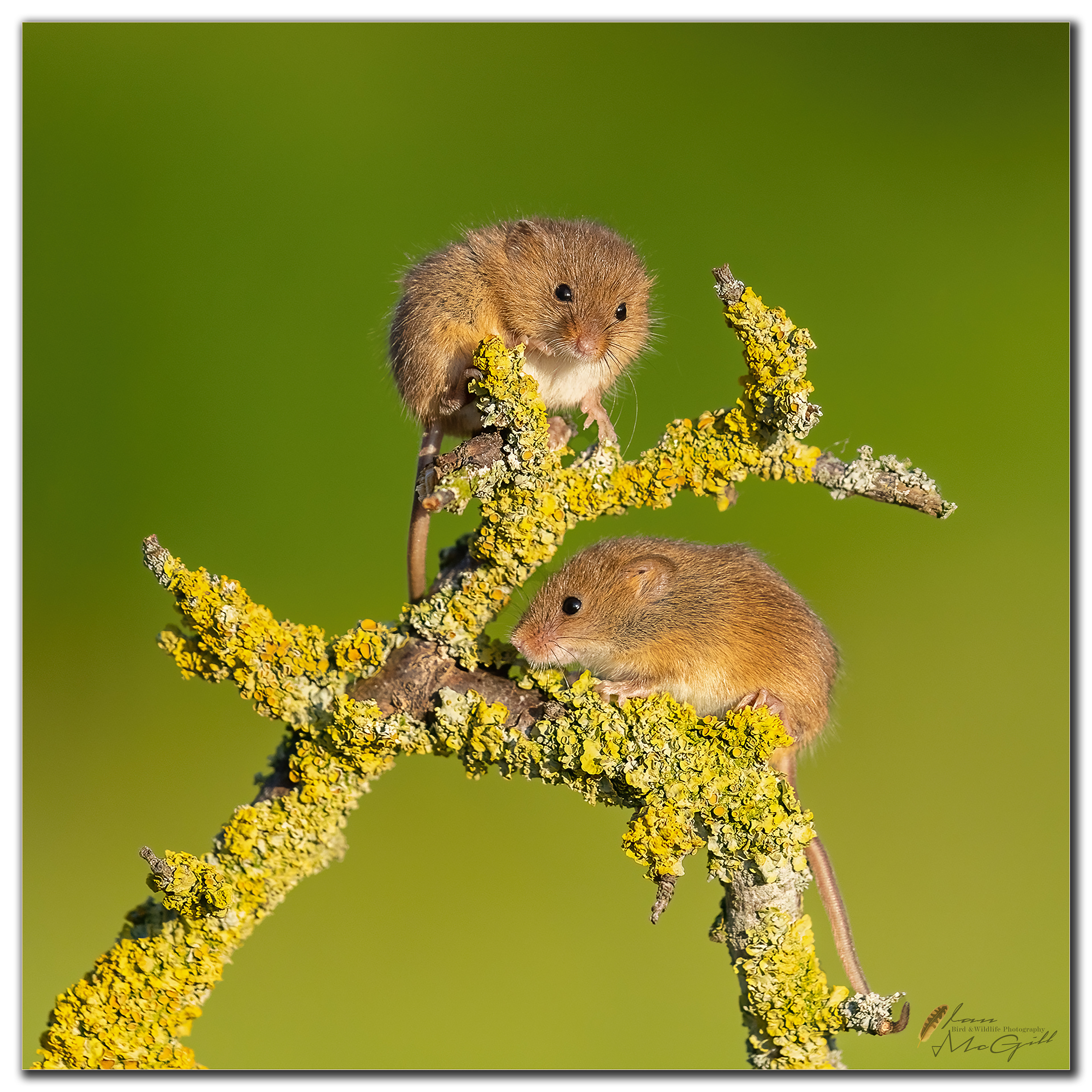 On Lichen covered branch