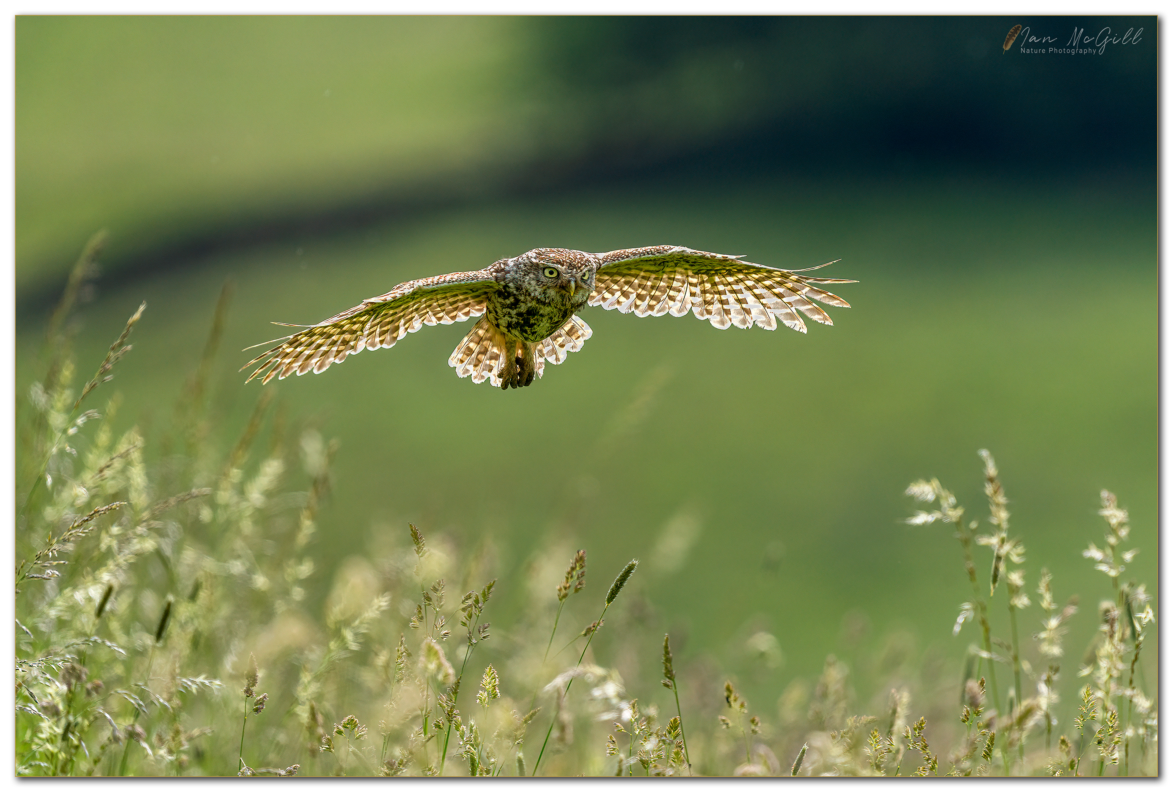 Back lit Little Owl