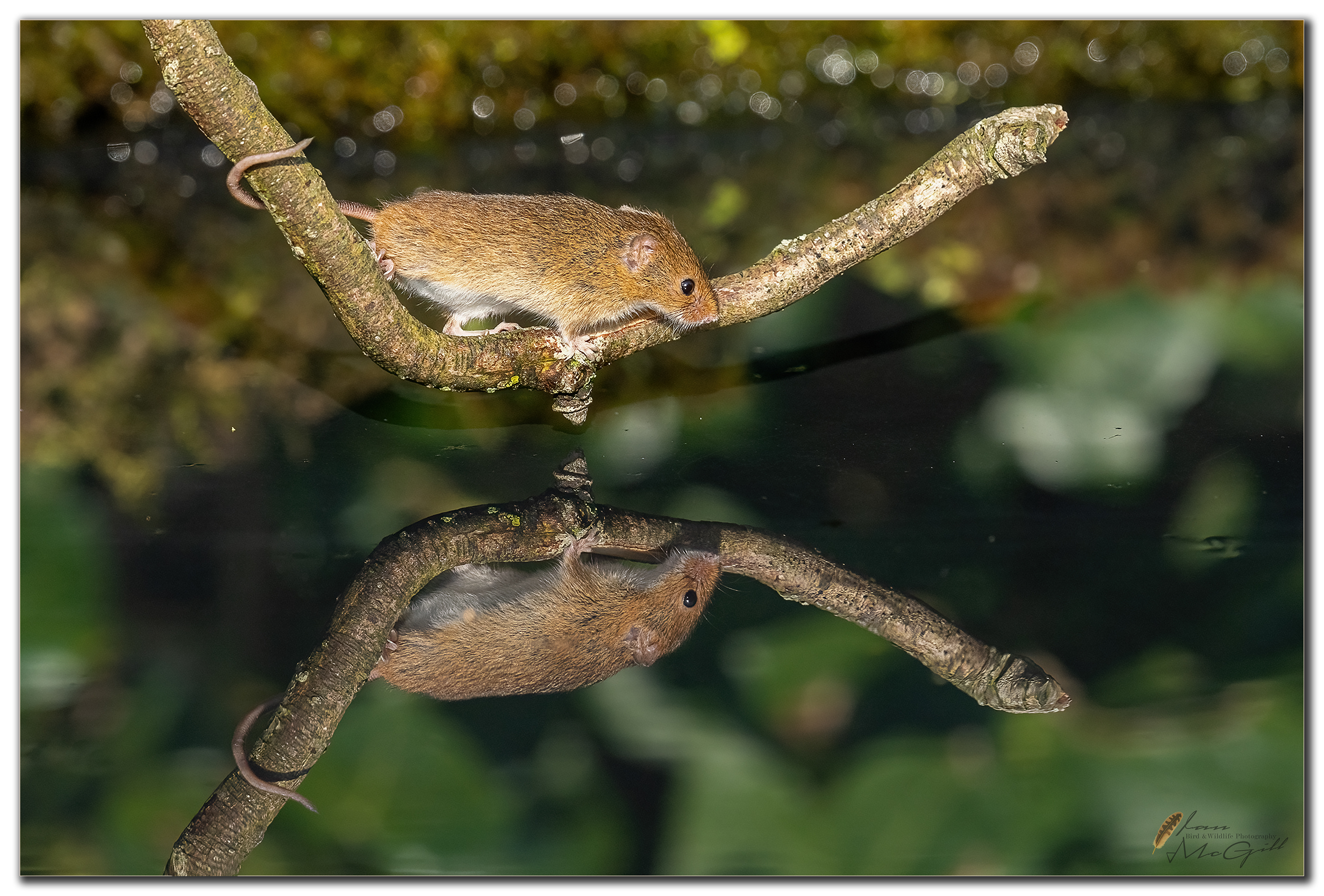Harvest Mouse Reflection