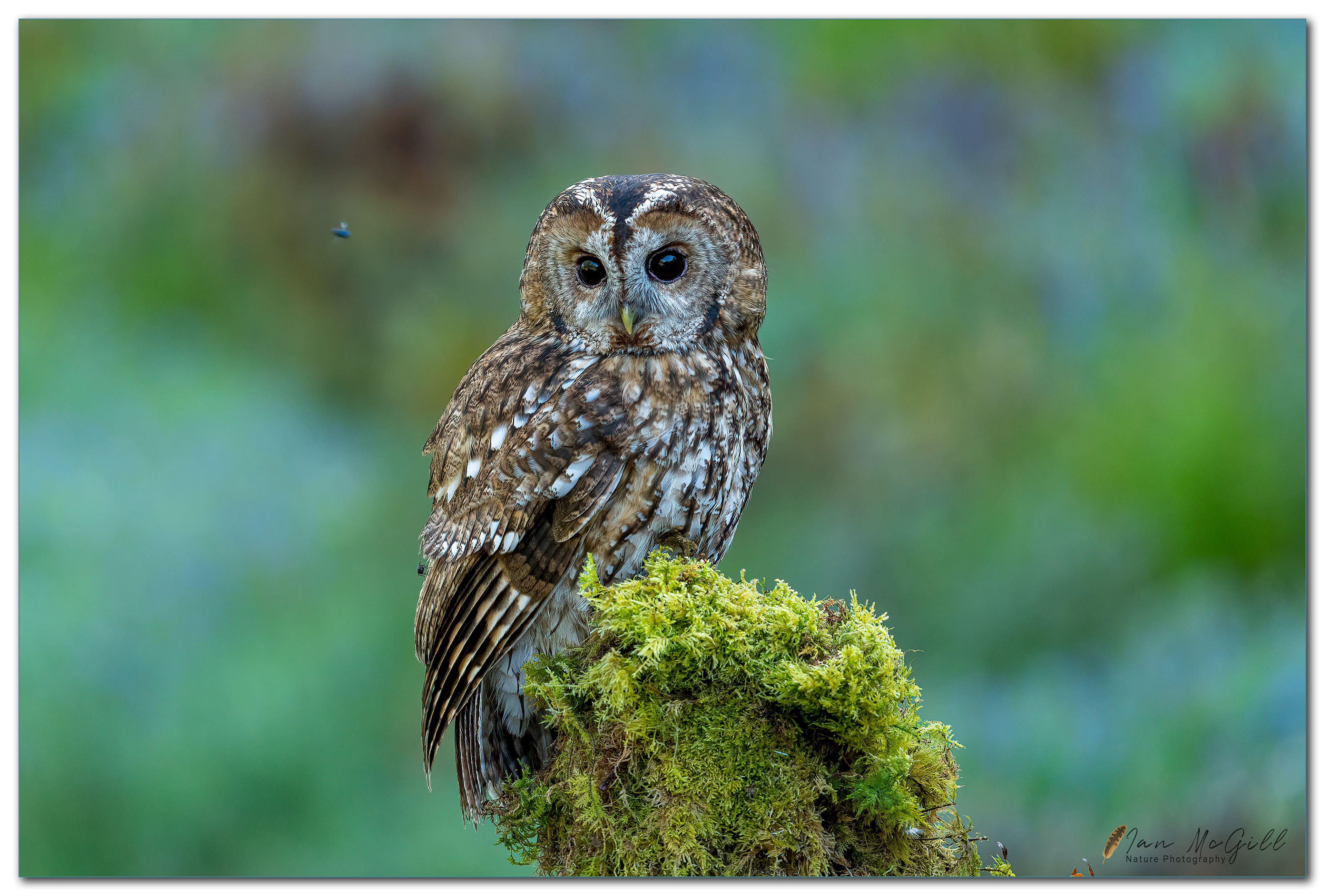 Owl and the Fly