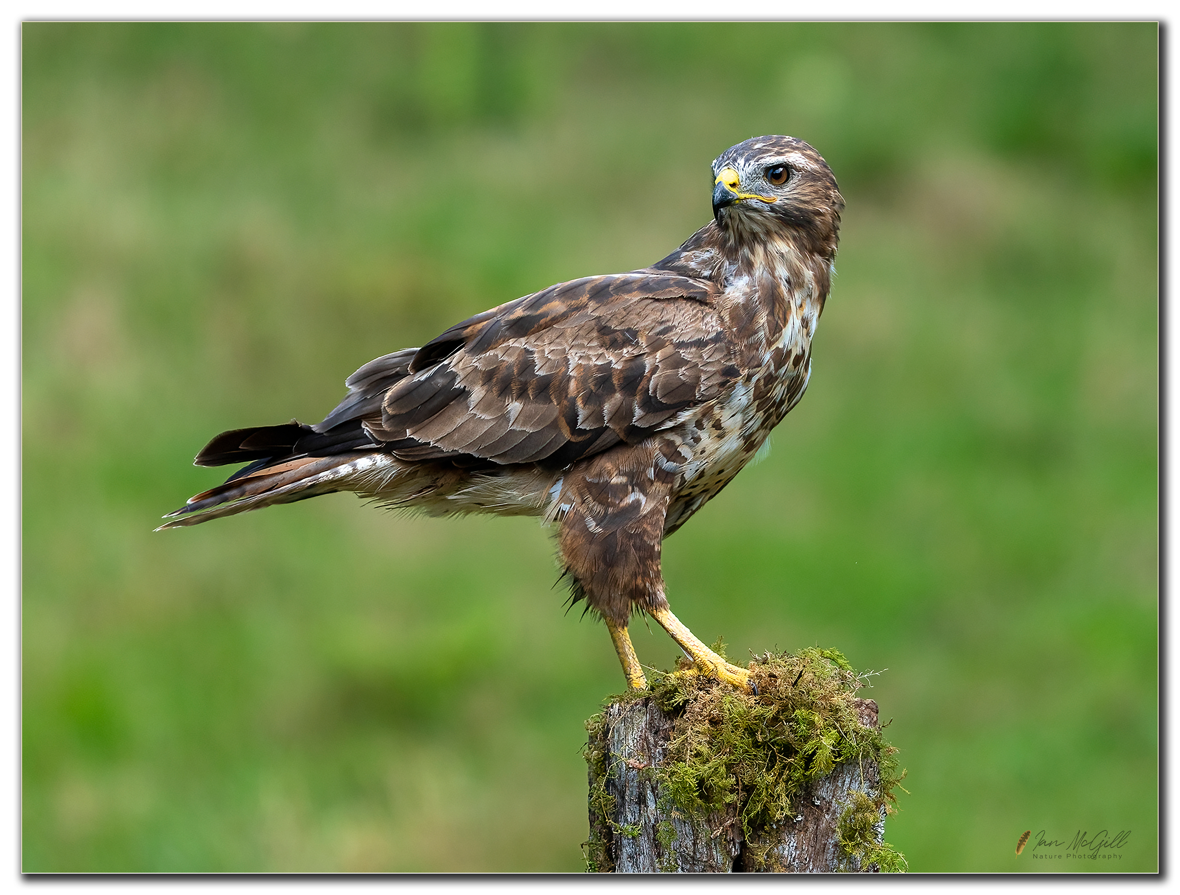 Perched Buzzard
