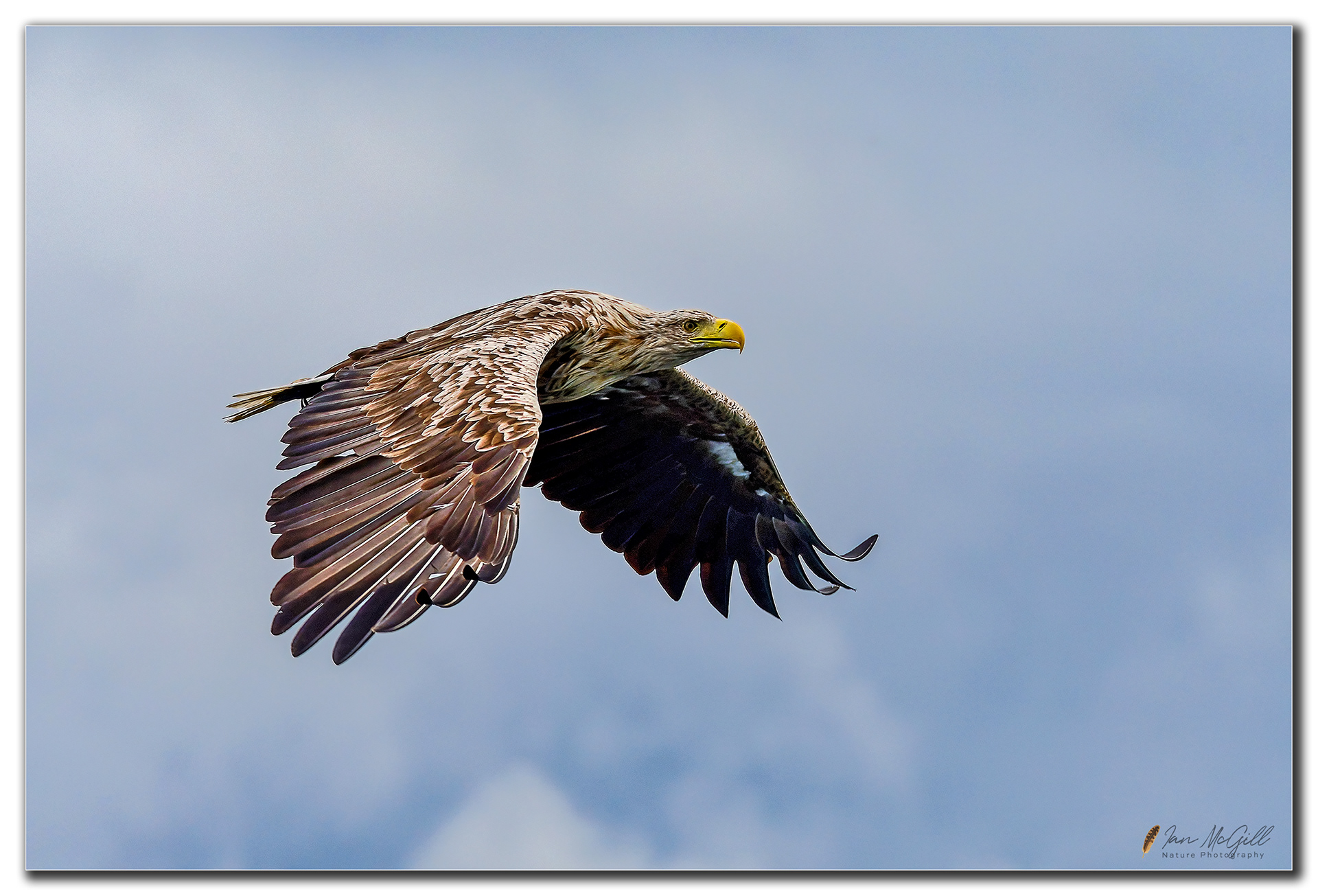 White Tailed Eagle