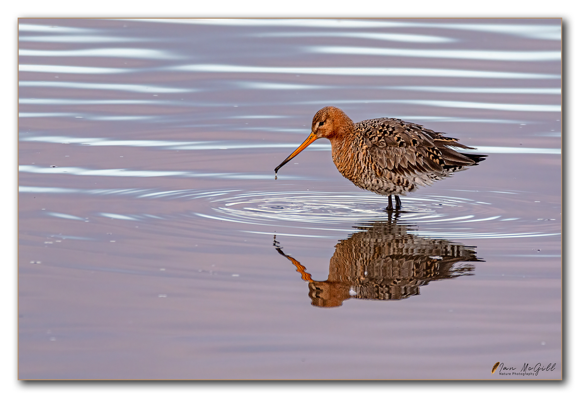 Black Tailed Godwit