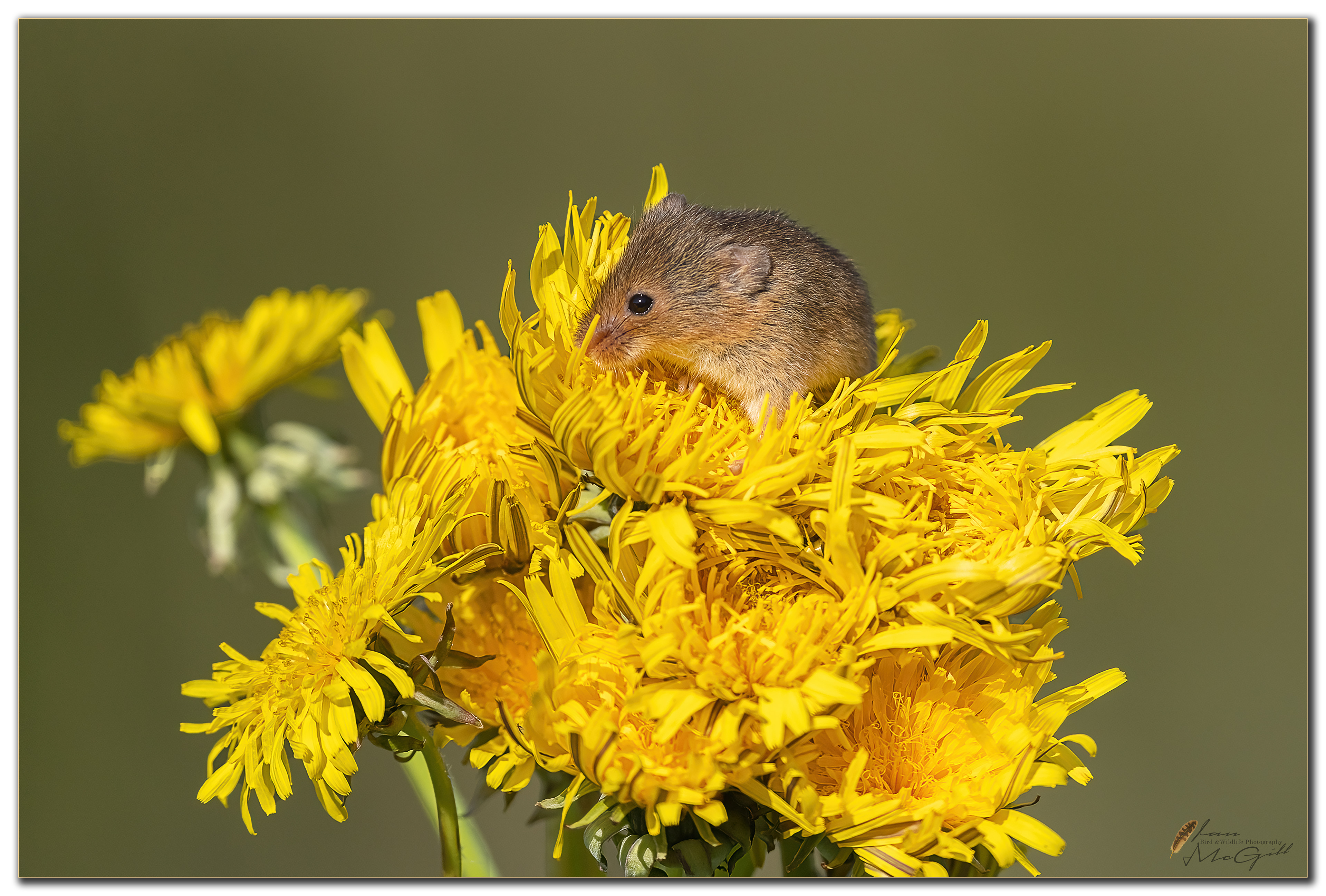 On Dandelion