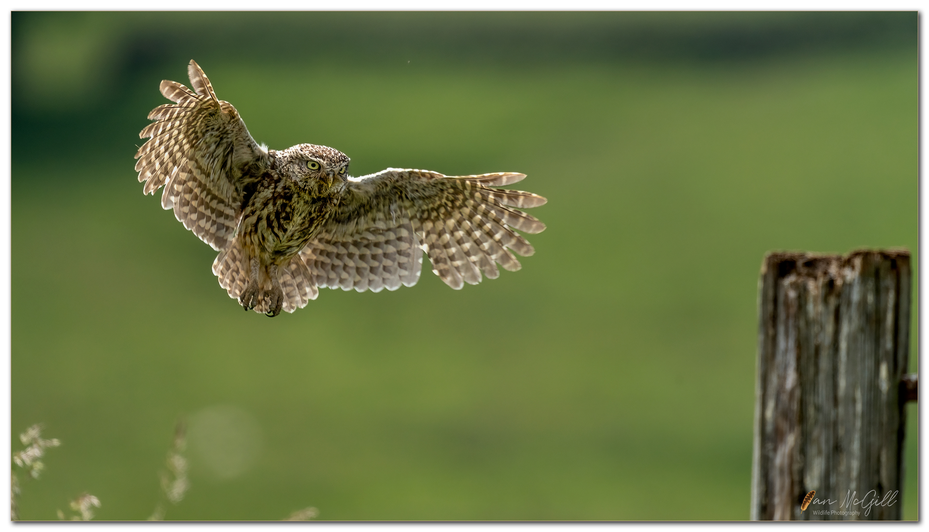 Little Owl