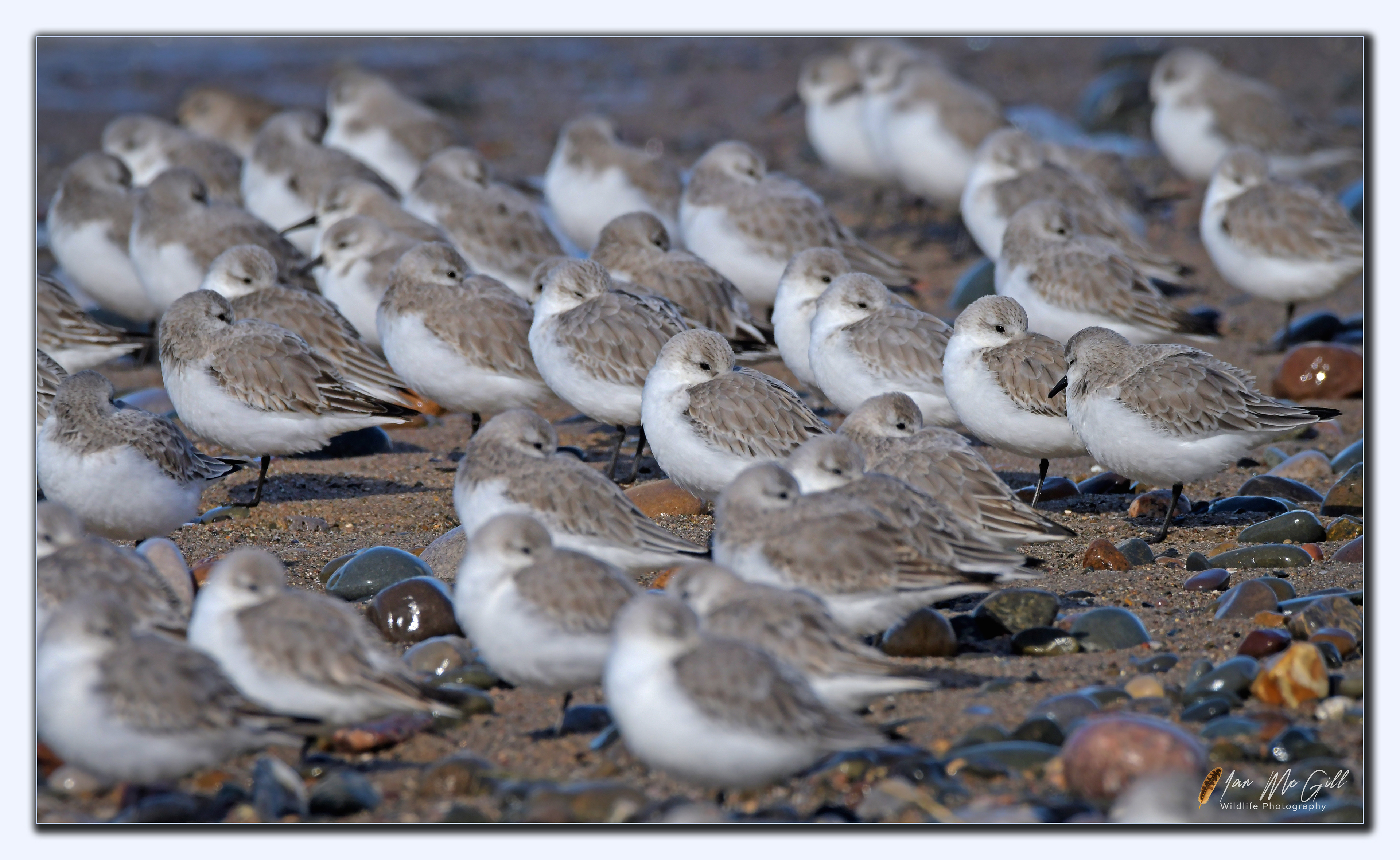 Sanderling roosting