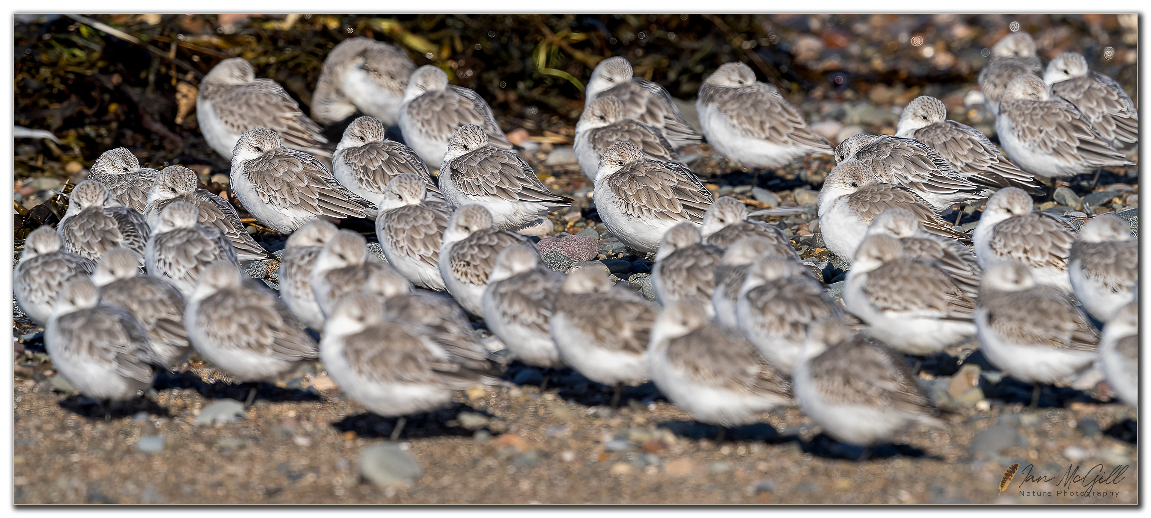 Sanderling flock on Rossall beach by Ian McGill