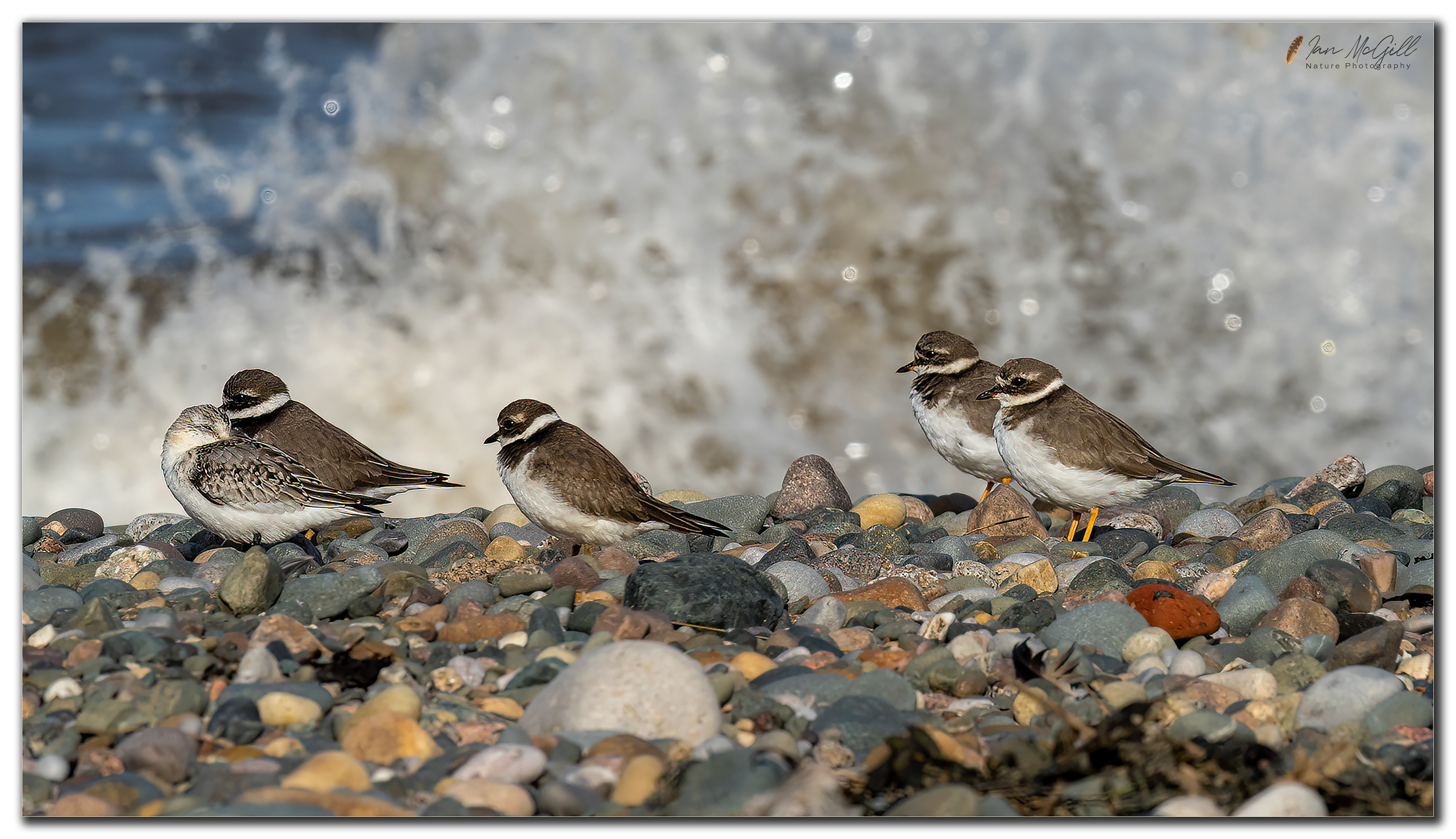 Common Ringed Plover