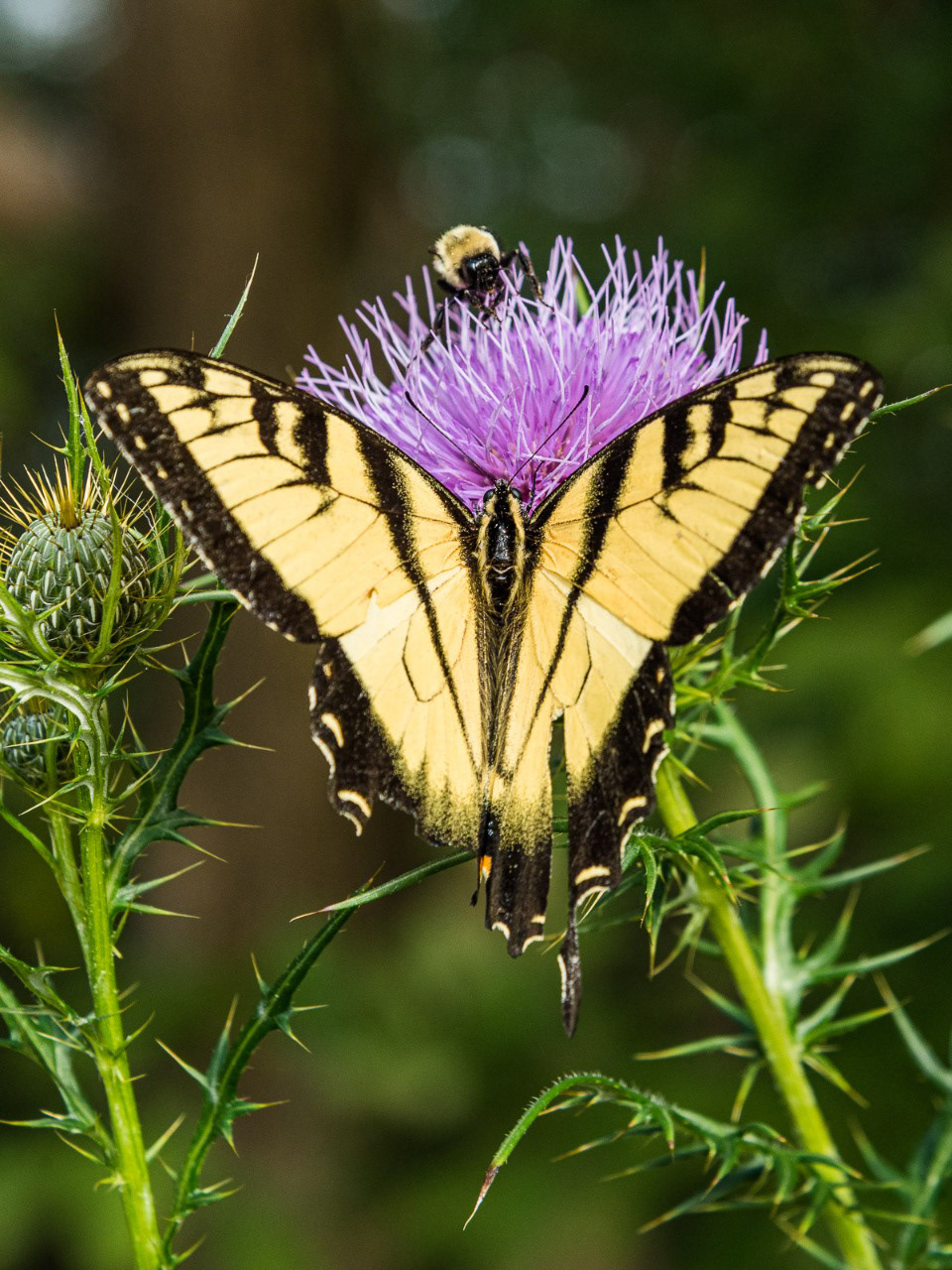 592 - Parque Shennandoah (EUA)