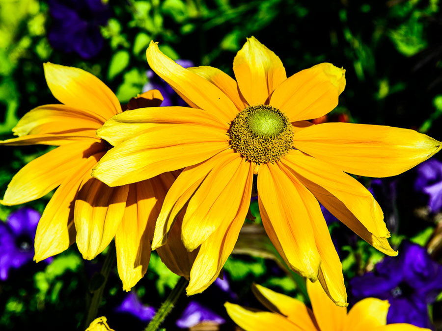 282 - Whistler (Canadá)