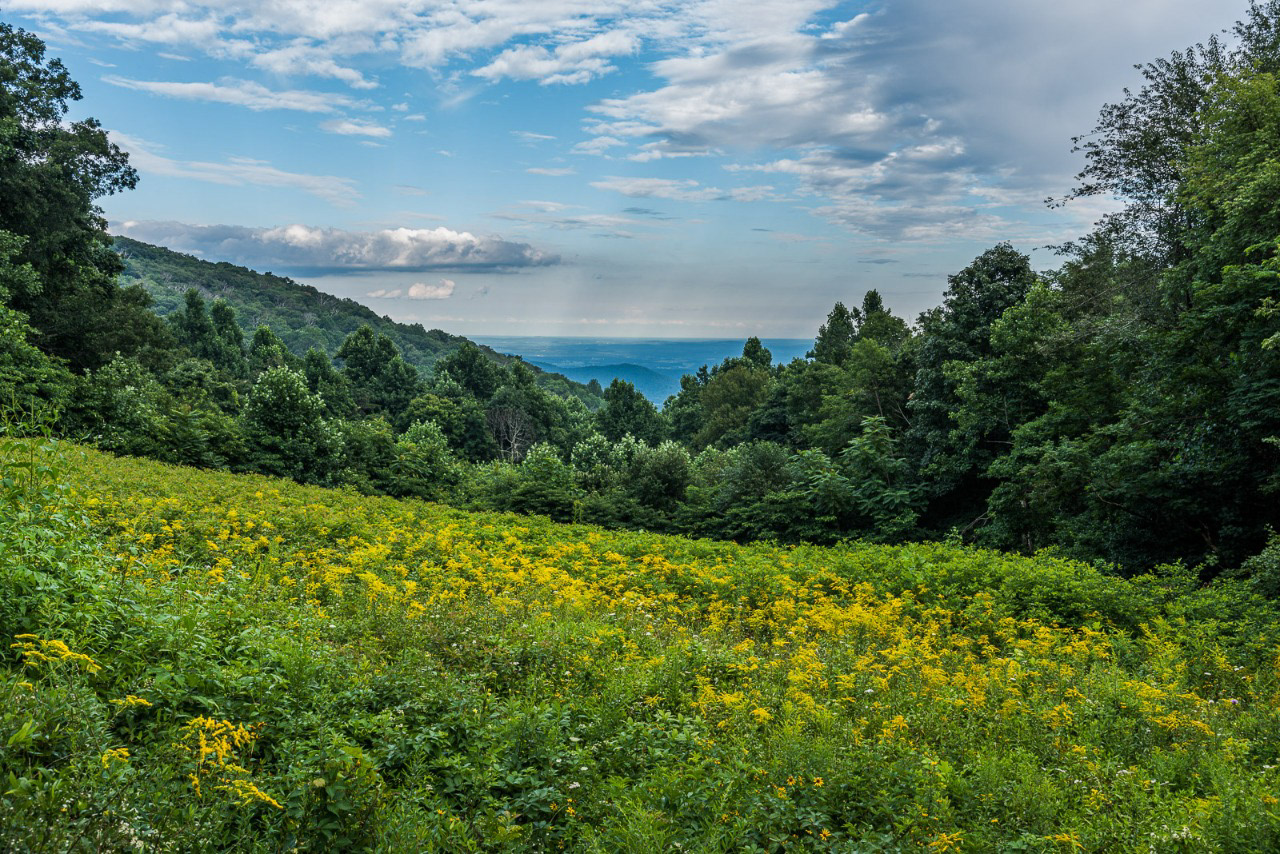 593 - Parque Shennandoah (EUA)