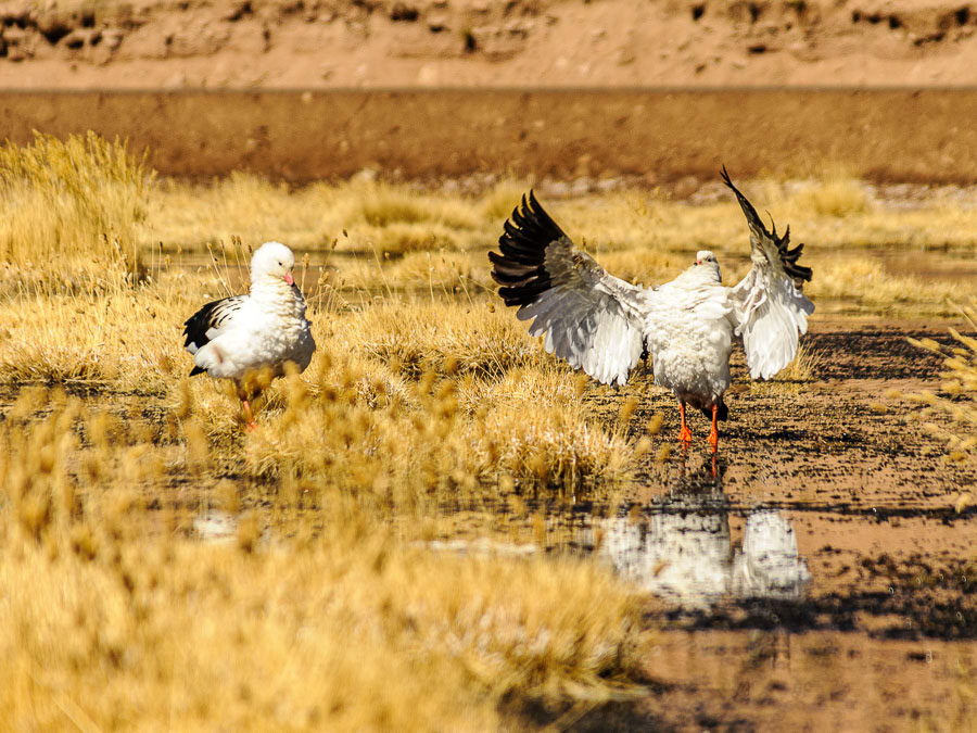 310 - Atacama (Chile)