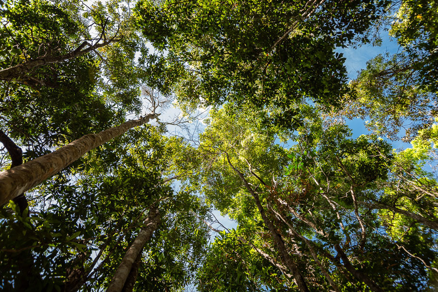 096 - Daintree National Park (Australia)