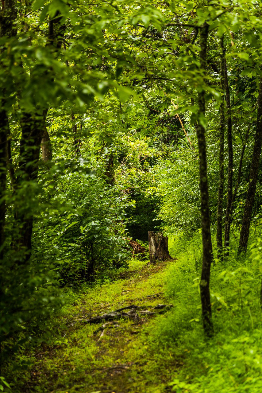 594 - Parque Shennandoah (EUA)