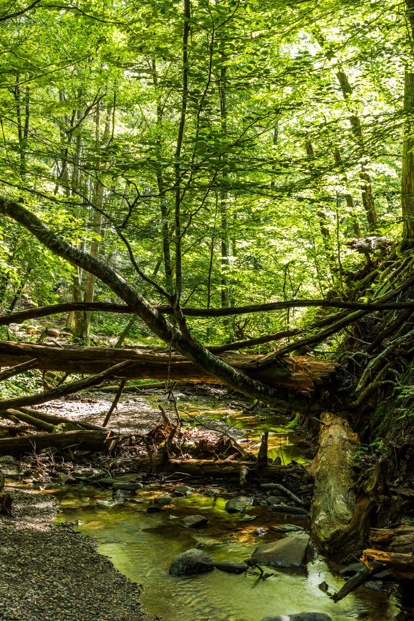 591 - Parque Shennandoah (EUA)