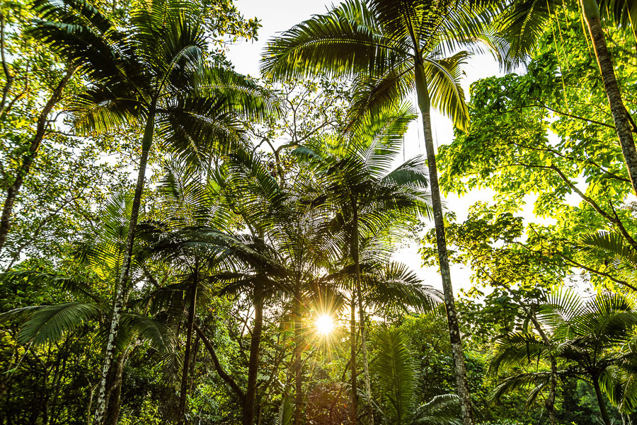 099 - Daintree National Park (Australia)