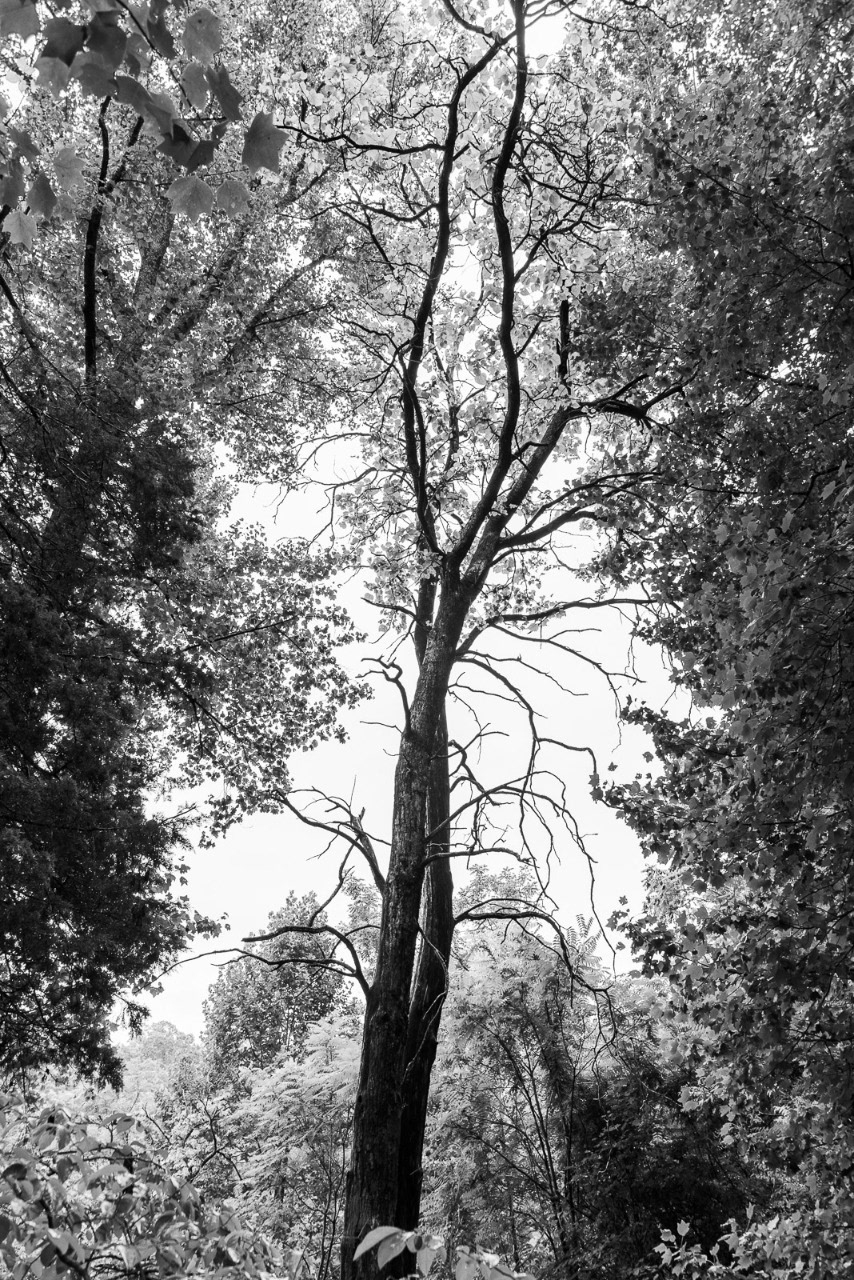 597 - Parque Shennandoah (EUA)