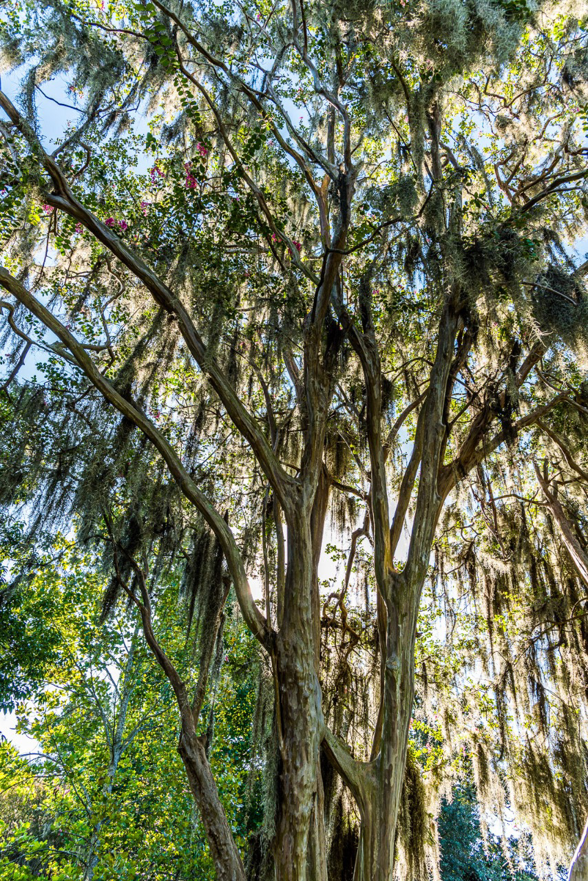 607 - Savannah (EUA)