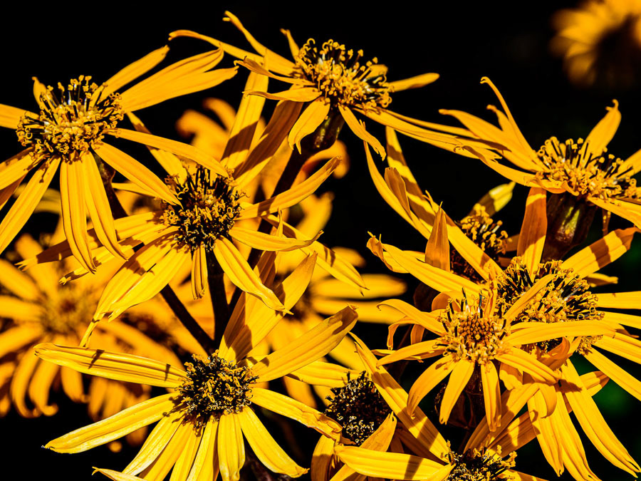 281 - Whistler (Canadá)