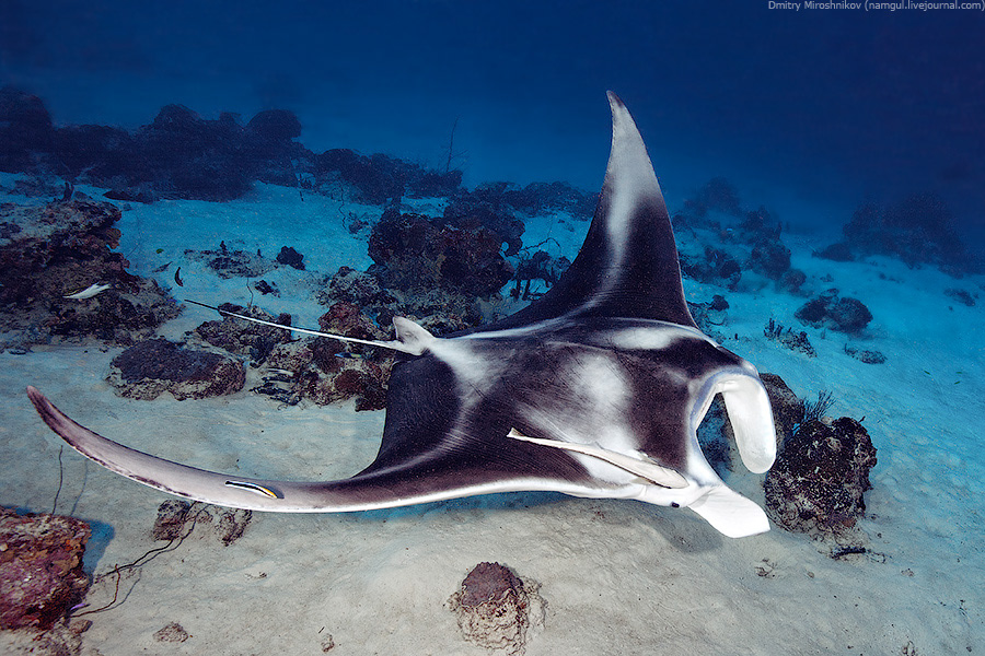 5 океанов рыба. Акулы Палау. Инопланетная фауна подводная. Неизвестные тайны океана. Блук подводное животное.
