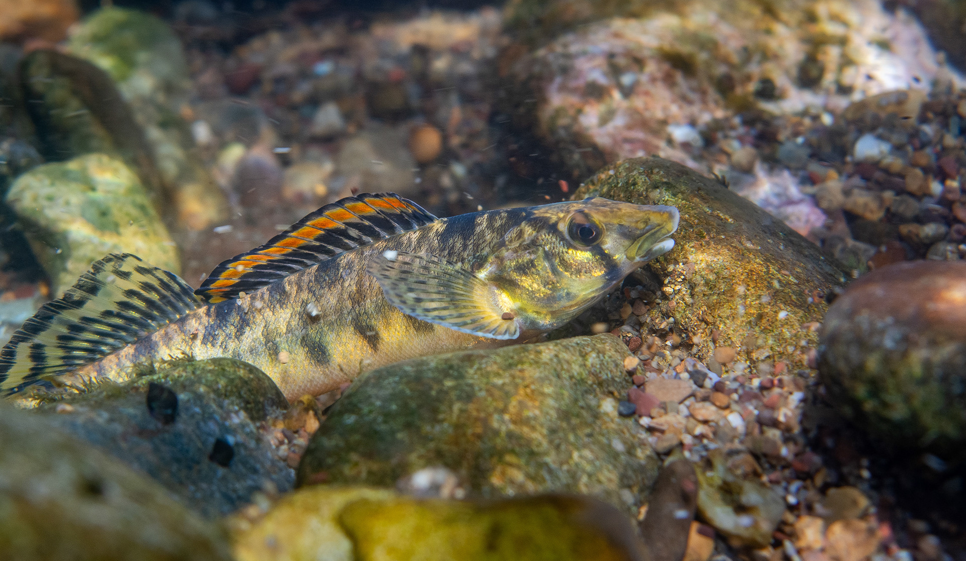 The Roanoke Logperch (Percina rex) is one of Appalachia's greatest conservation success stories. Found only in the Roanoke River basin, it was once federally listed as endangered. It was recently de-listed, following extensive conservation efforts (including captive breeding and habitat management). 