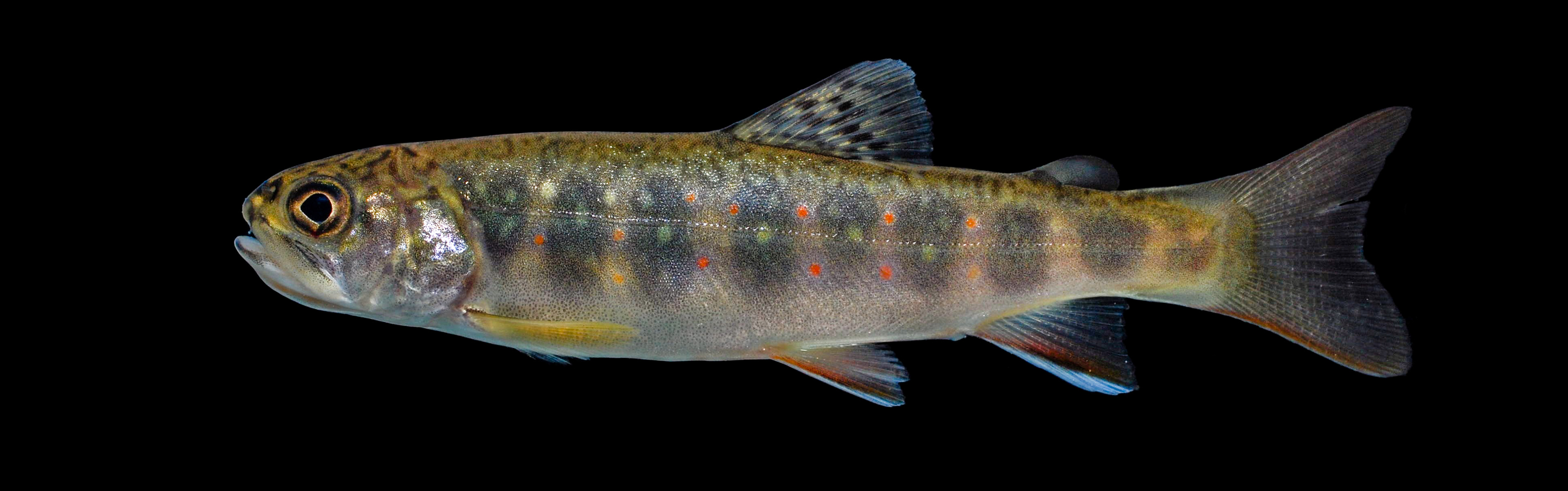 Brook Trout (Salvelinus fontinalis)