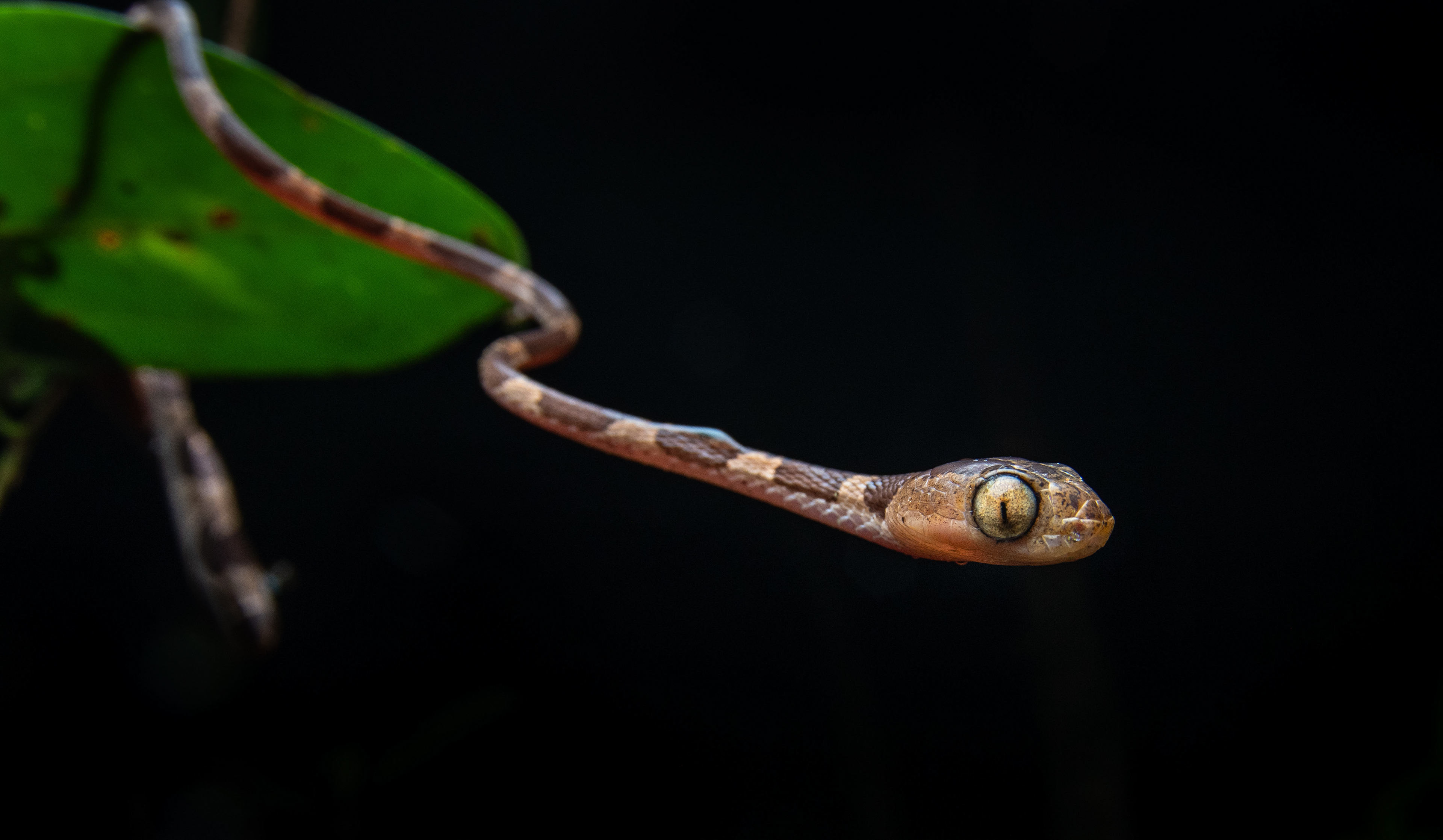 The common blunt-headed tree snake (Imantodes cenchoa) is an emblematic neotropical species, found across numerous wet forest habitats in Central and South America.